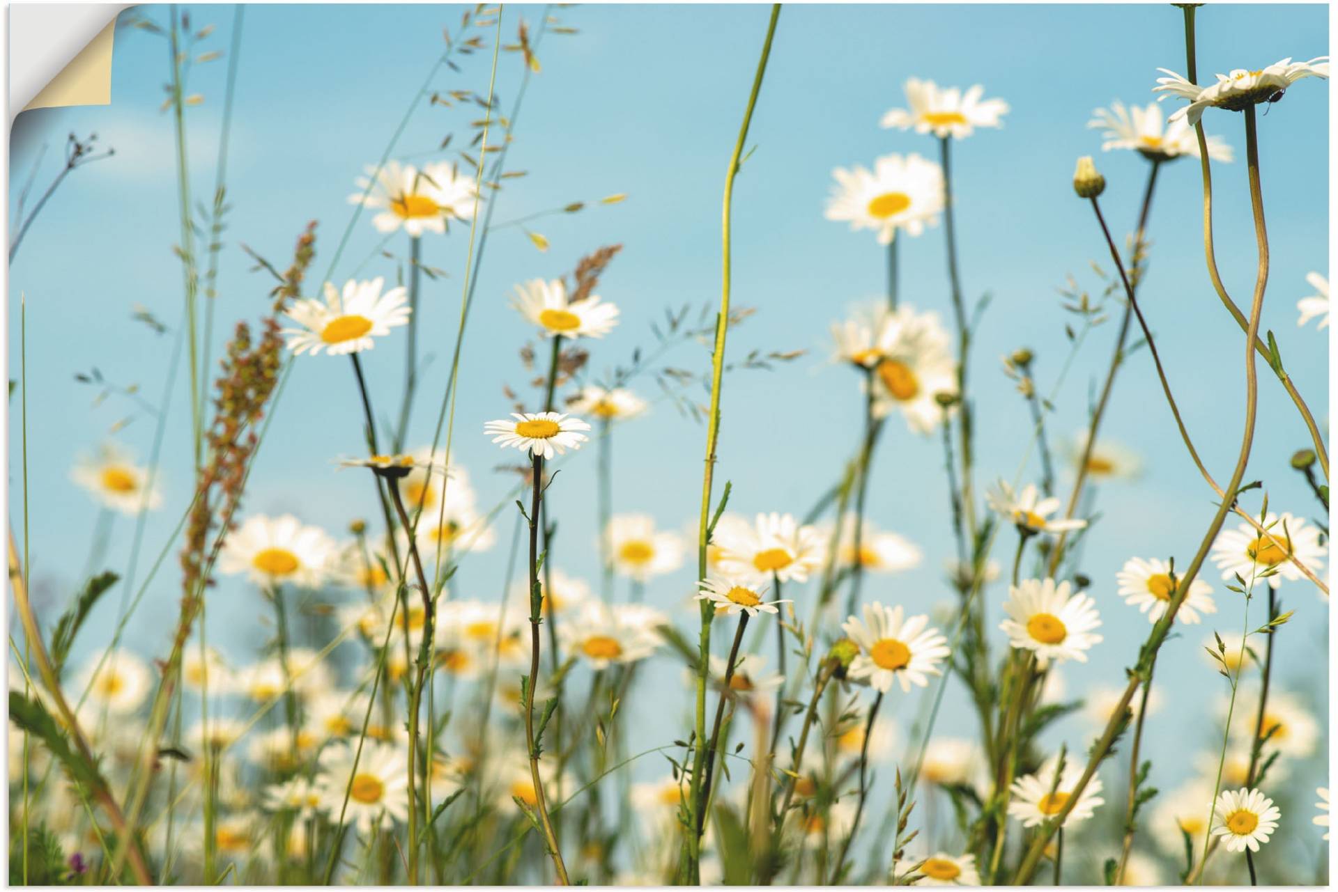 Artland Wandbild »Margeriten vor Sommer Himmel«, Blumenbilder, (1 St.), als Leinwandbild, Wandaufkleber in verschied. Grössen von Artland