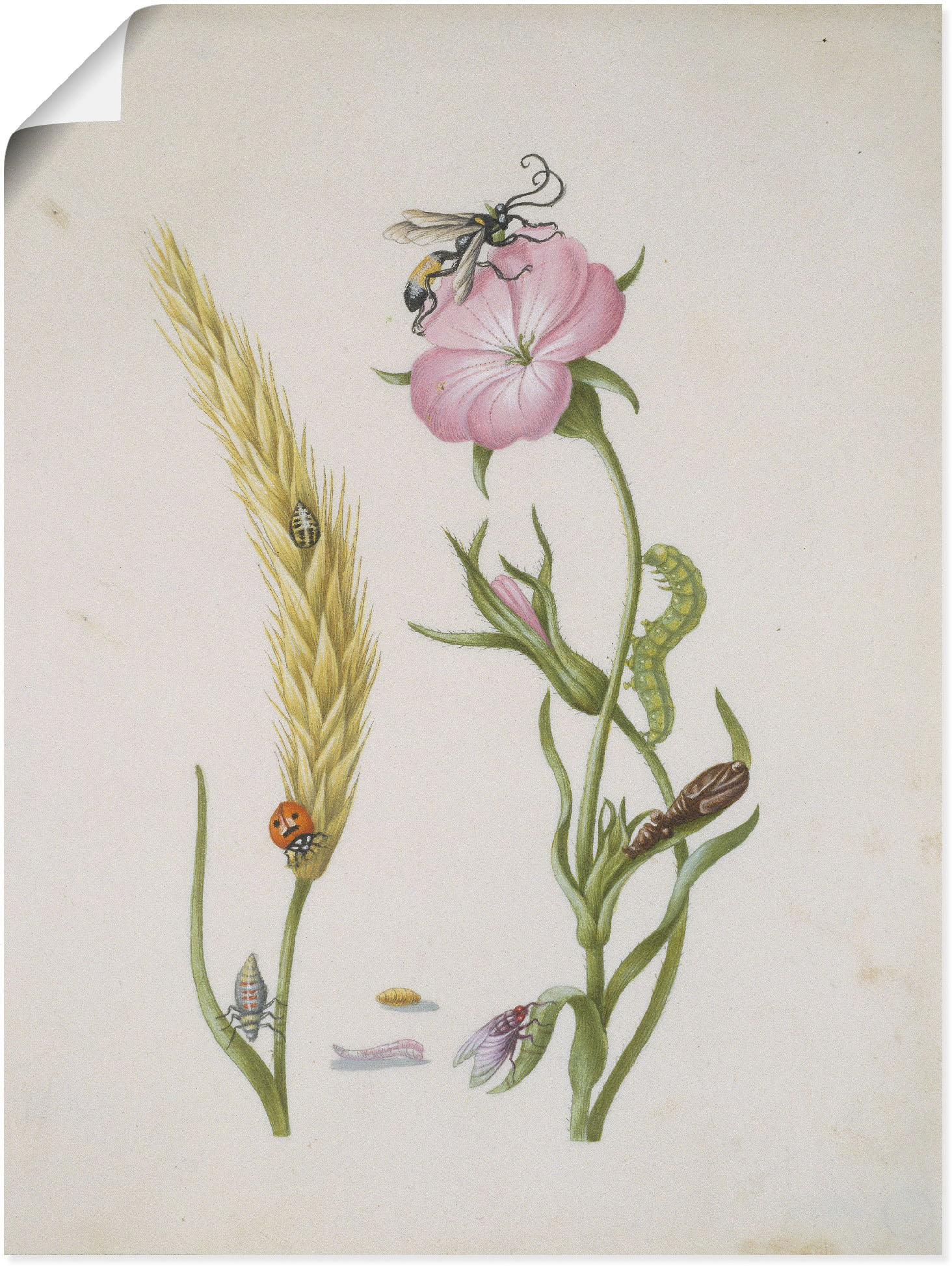Artland Kunstdruck »Marienkäfer Kornrade Larven und Puppen.«, Pflanzen, (1 St.), als Leinwandbild, Wandaufkleber oder Poster in versch. Grössen von Artland