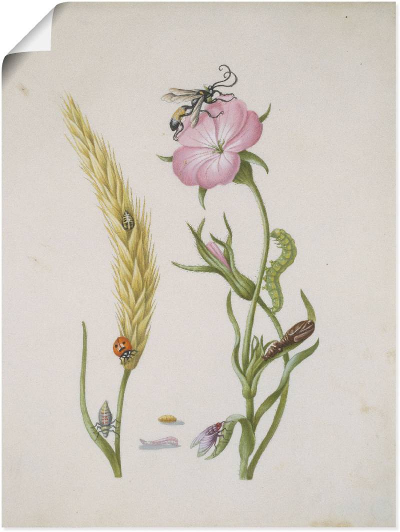Artland Kunstdruck »Marienkäfer Kornrade Larven und Puppen.«, Pflanzen, (1 St.), als Leinwandbild, Wandaufkleber oder Poster in versch. Grössen von Artland