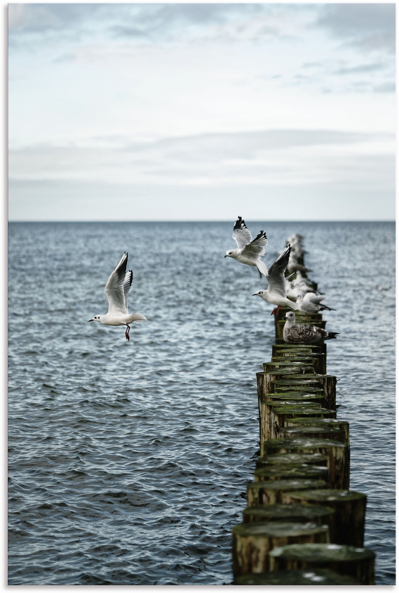 Artland Wandbild »Möwen starten von einer Buhnenreihe«, Vogelbilder, (1 St.) von Artland