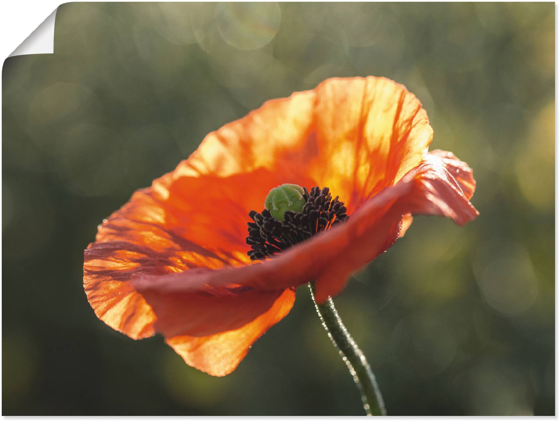 Artland Wandbild »Mohnblüte I«, Blumen, (1 St.) von Artland