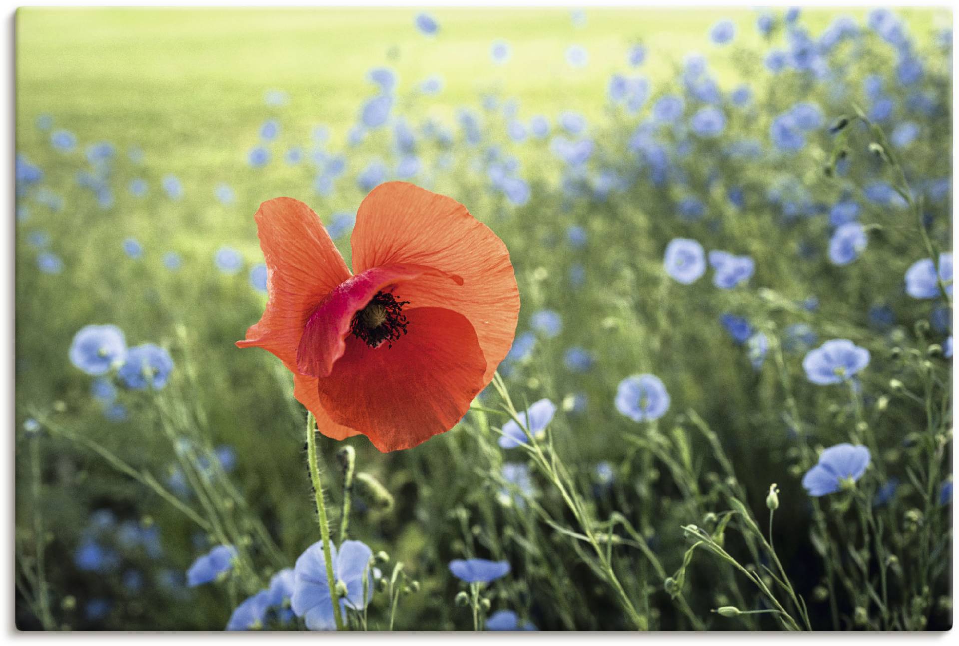 Artland Leinwandbild »Mohnblüte III«, Blumenbilder, (1 St.) von Artland