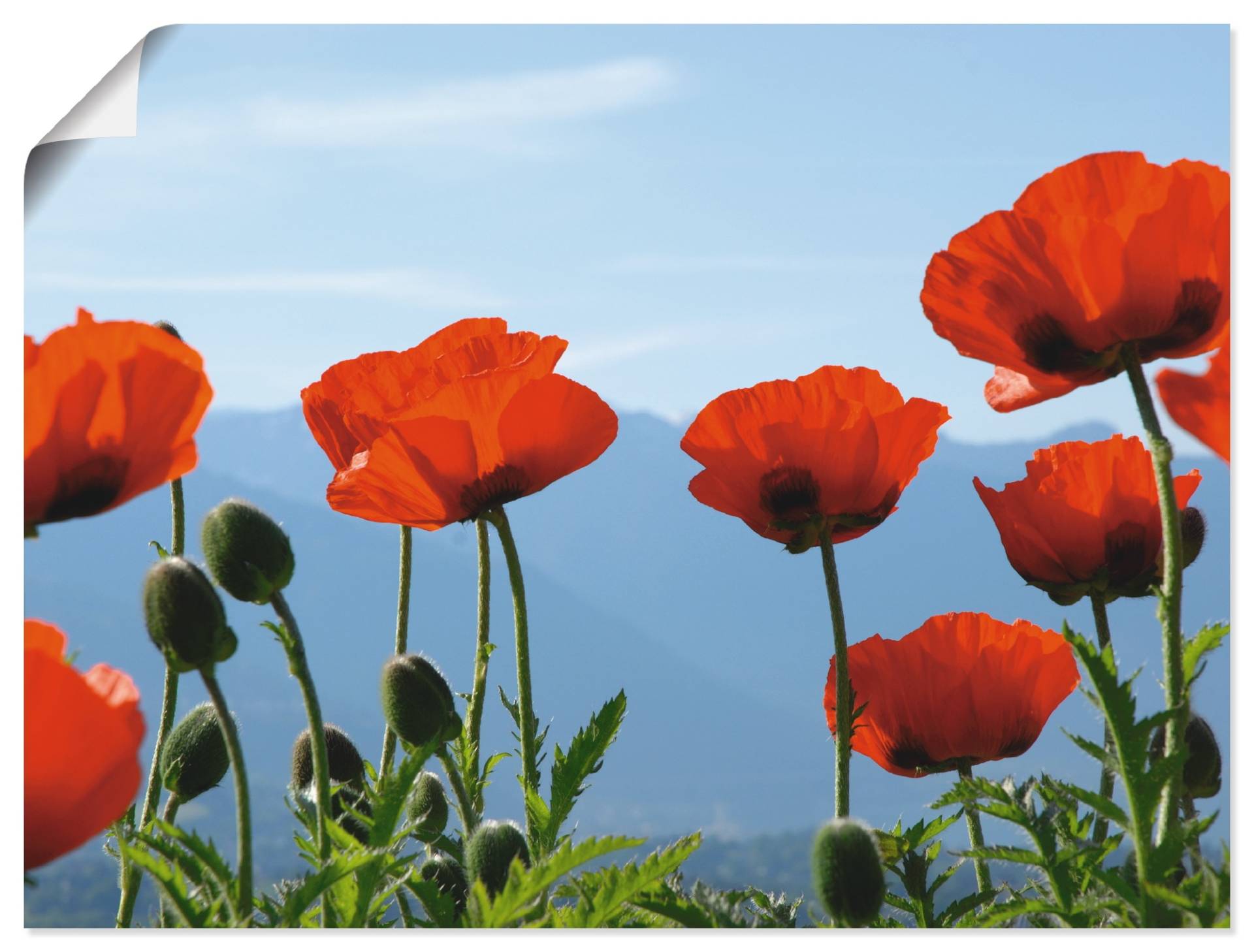Artland Wandbild »Mohnblüten«, Blumen, (1 St.), als Leinwandbild, Poster in verschied. Grössen von Artland
