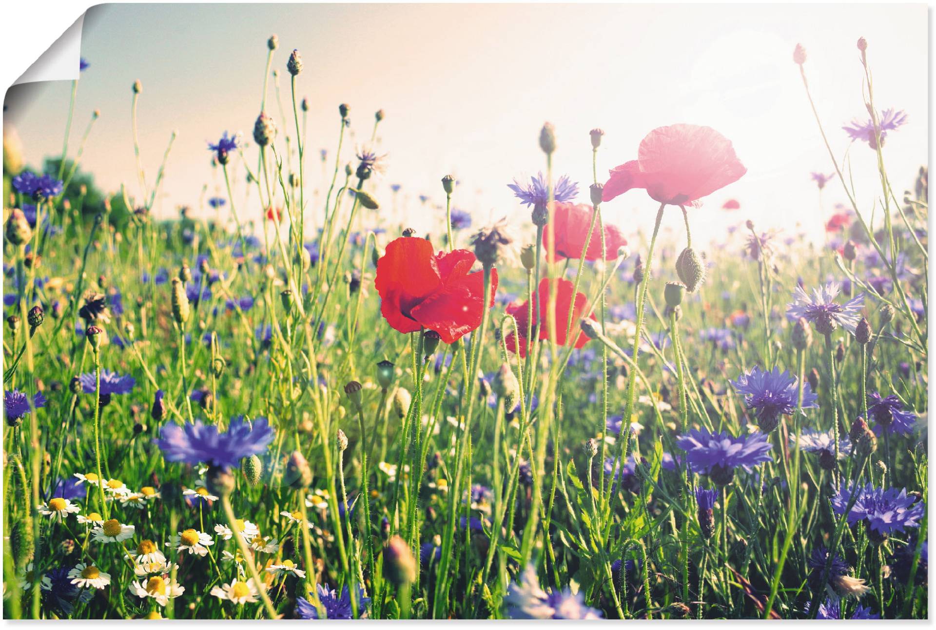 Artland Wandbild »Mohnblume im Feld«, Blumen, (1 St.) von Artland