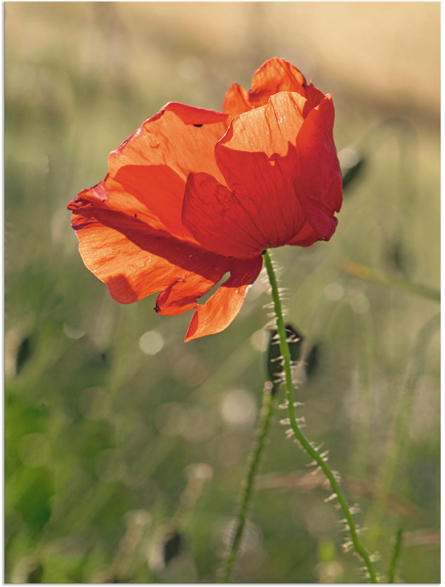 Artland Wandbild »Mohnblume«, Blumen, (1 St.), als Alubild, Outdoorbild in verschied. Grössen Artland Wandbild »Mohnblume«, Blumen, (1 St.), als Alubild, Outdoorbild in verschied. Grössen von Artland
