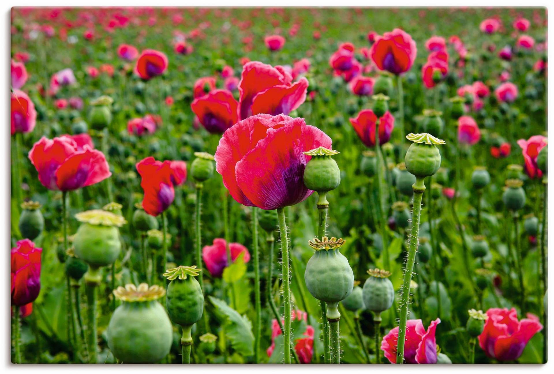 Artland Leinwandbild »Mohnblumen Nahaufnahme«, Blumenwiese, (1 St.) von Artland