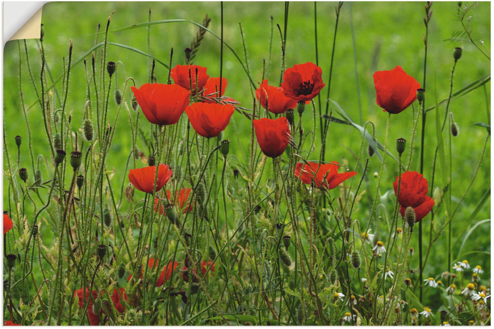 Artland Wandfolie »Mohnblumen am Wegesrand«, Blumen, (1 St.), selbstklebend Artland Wandfolie »Mohnblumen am Wegesrand«, Blumen, (1 St.), selbstklebend von Artland