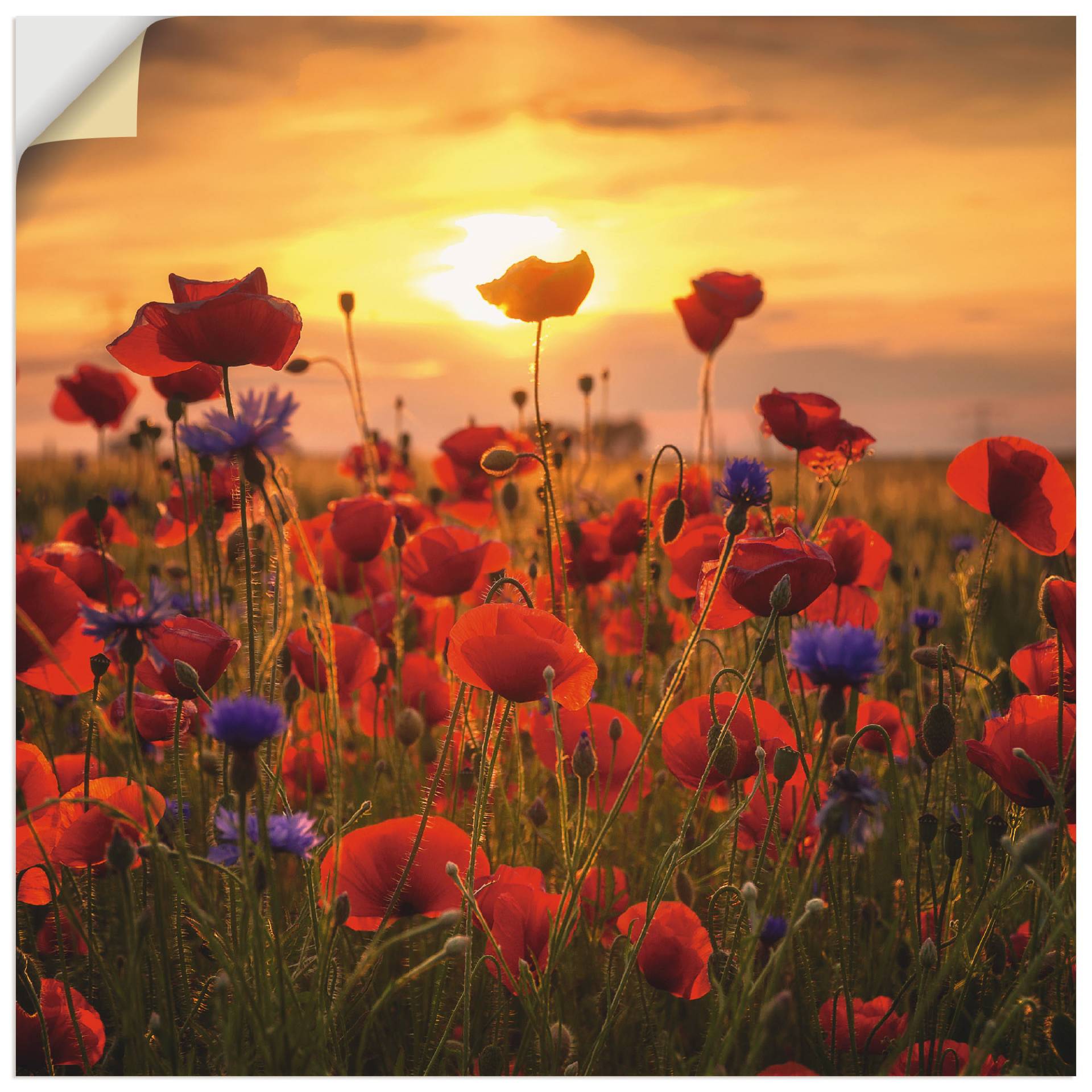Artland Wandbild »Mohnblumen im Abendlicht«, Blumen, (1 St.), als Alubild, Outdoorbild, Leinwandbild, Poster, Wandaufkleber Artland Wandbild »Mohnblumen im Abendlicht«, Blumen, (1 St.), als Alubild, Outdoorbild, Leinwandbild, Poster, Wandaufkleber von Artland