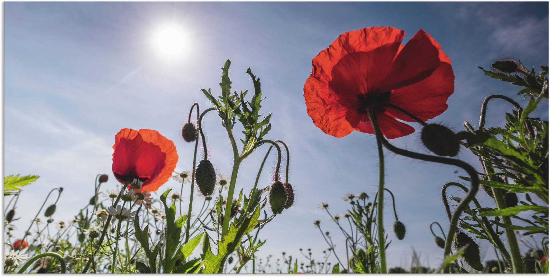 Artland Wandbild »Mohnblumen im Frühling«, Blumenwiese, (1 St.) von Artland