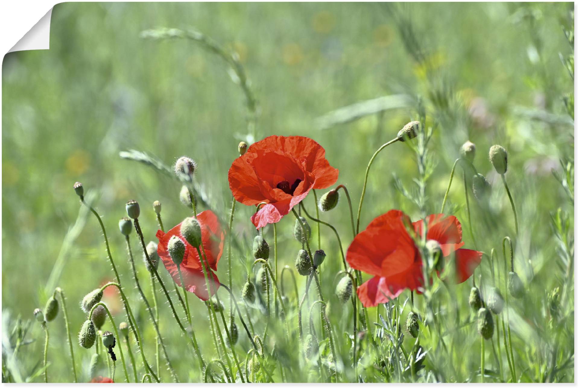 Artland Wandbild »Mohnblumen im Gras«, Blumenbilder, (1 St.), als Leinwandbild, Poster in verschied. Grössen von Artland