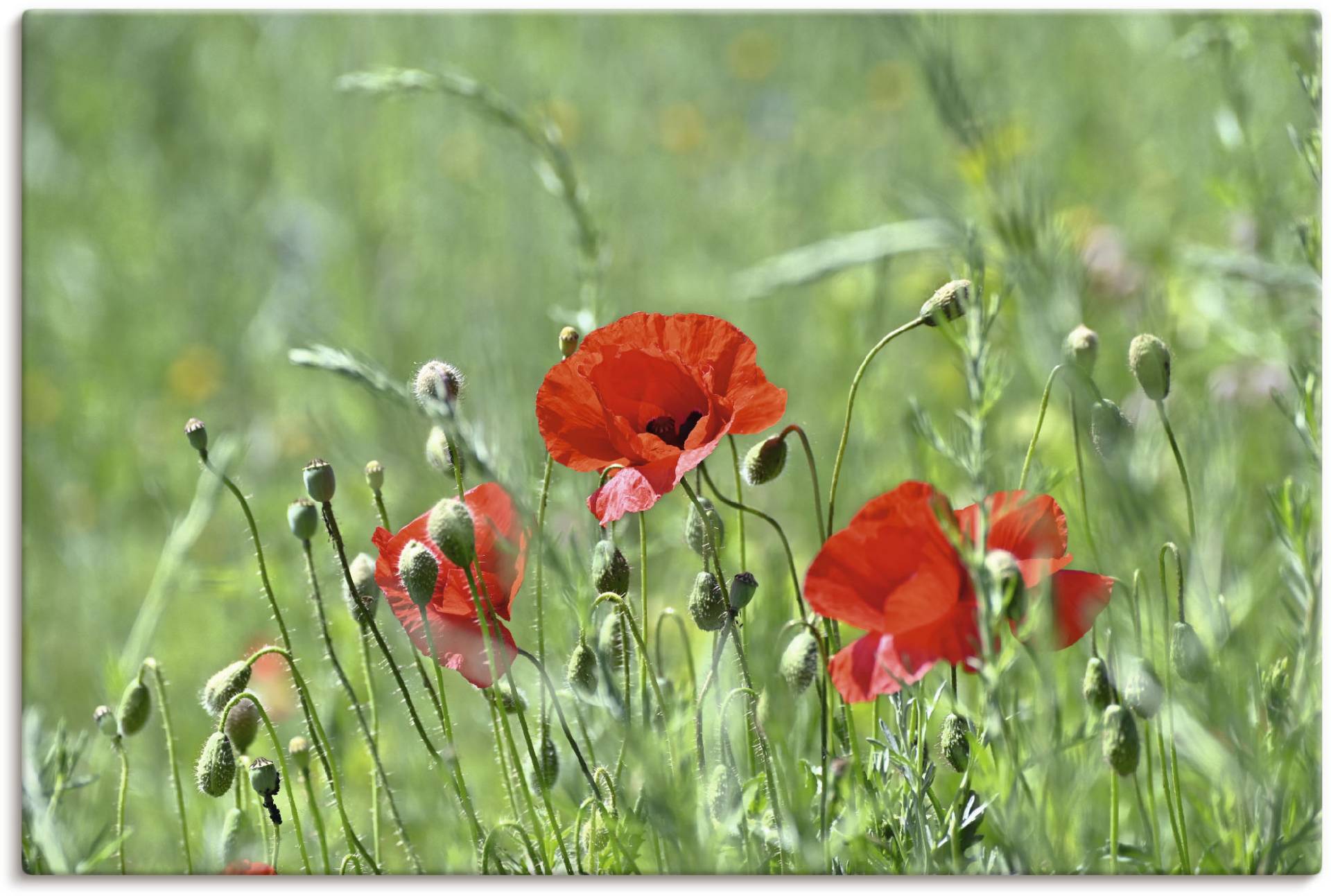Artland Wandbild »Mohnblumen im Gras«, Blumenbilder, (1 St.), als Leinwandbild, Poster in verschied. Grössen von Artland
