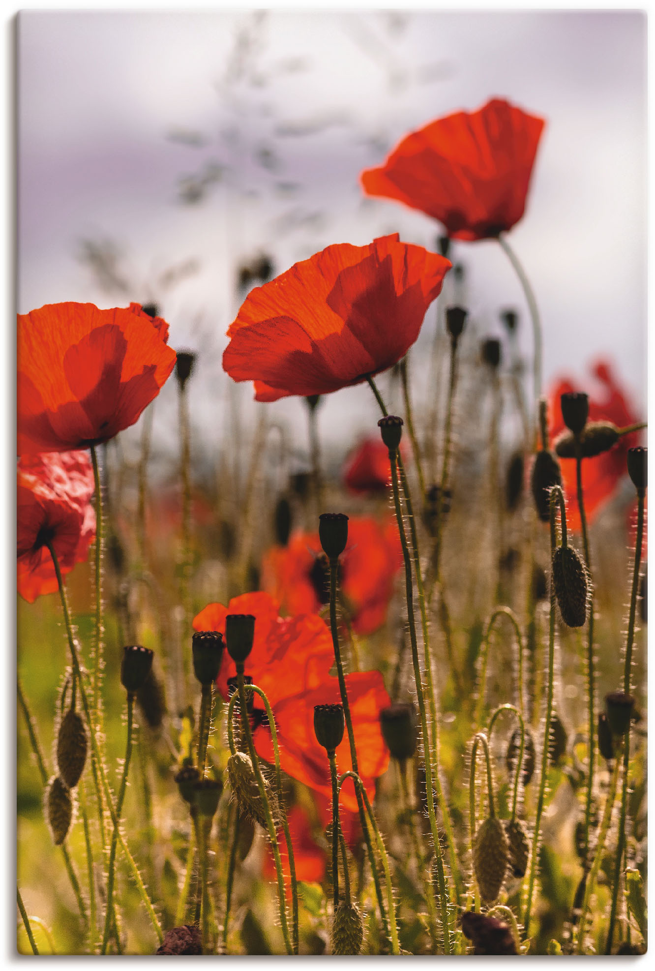 Artland Wandbild »Mohnblumen im Morgenlicht«, Blumenwiese, (1 St.) von Artland