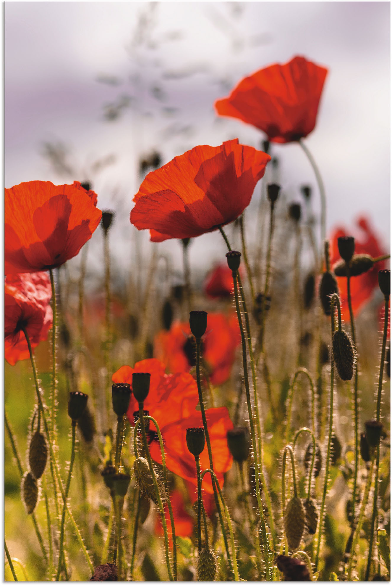 Artland Wandbild »Mohnblumen im Morgenlicht«, Blumenwiese, (1 St.) von Artland