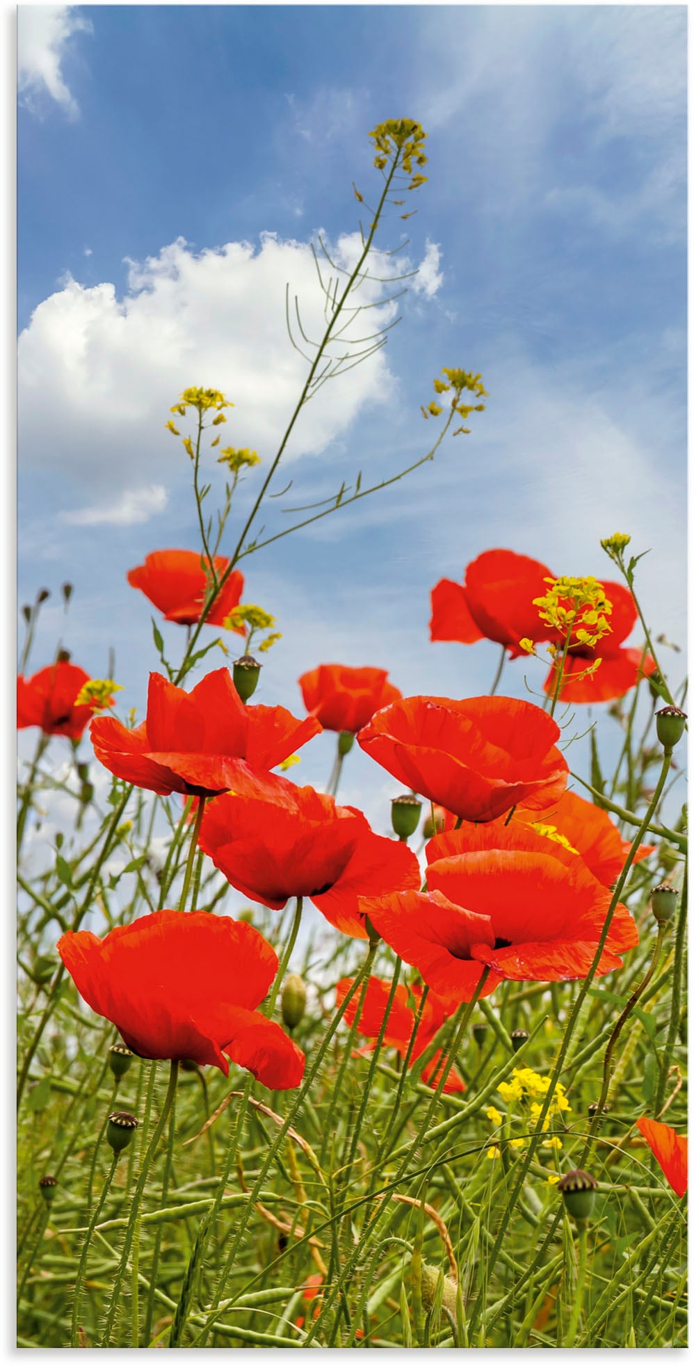 Artland Wandbild »Mohnblumen im Panorama«, Blumenbilder, (1 St.) von Artland