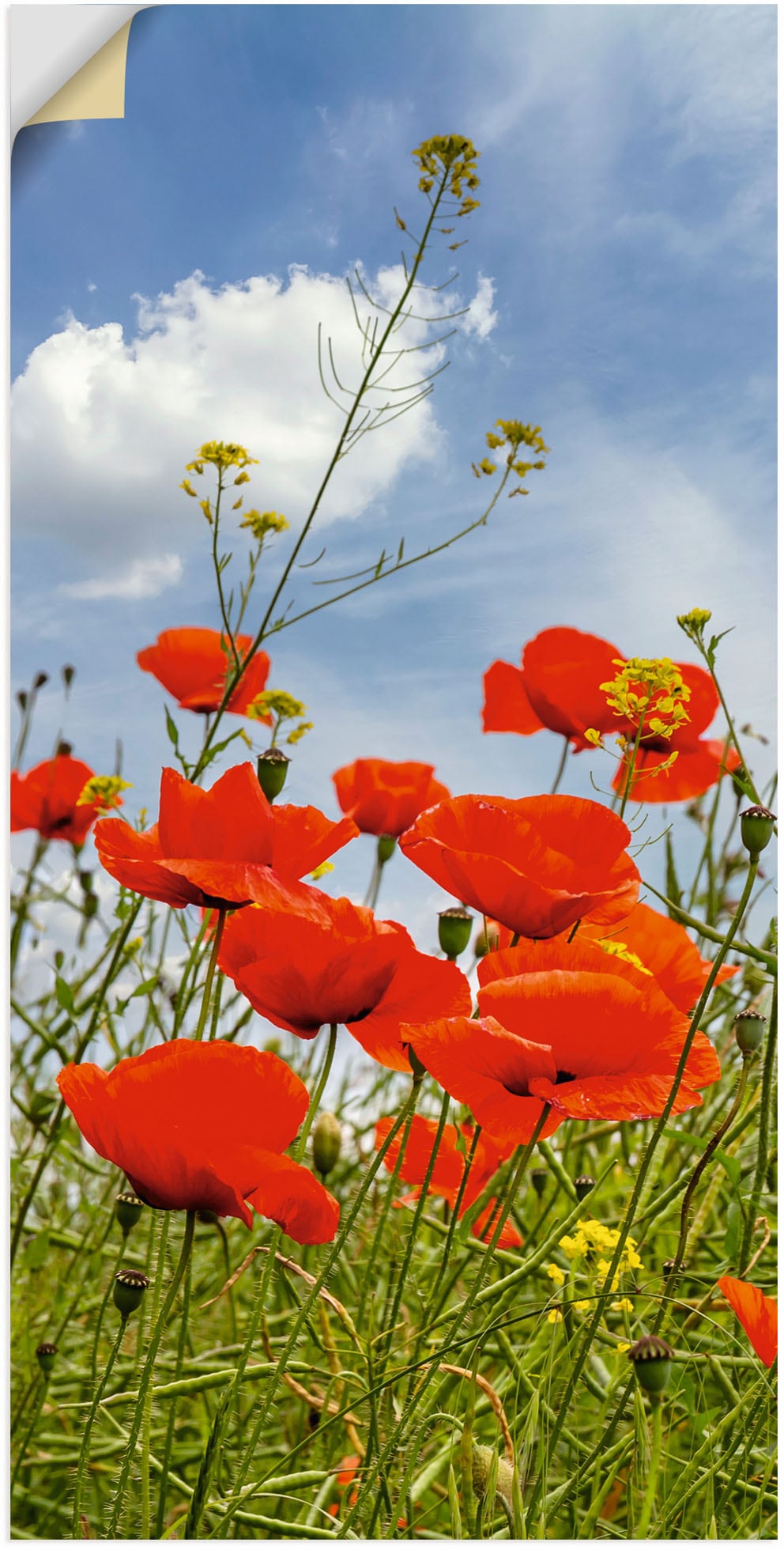 Artland Wandbild »Mohnblumen im Panorama«, Blumenbilder, (1 St.) von Artland