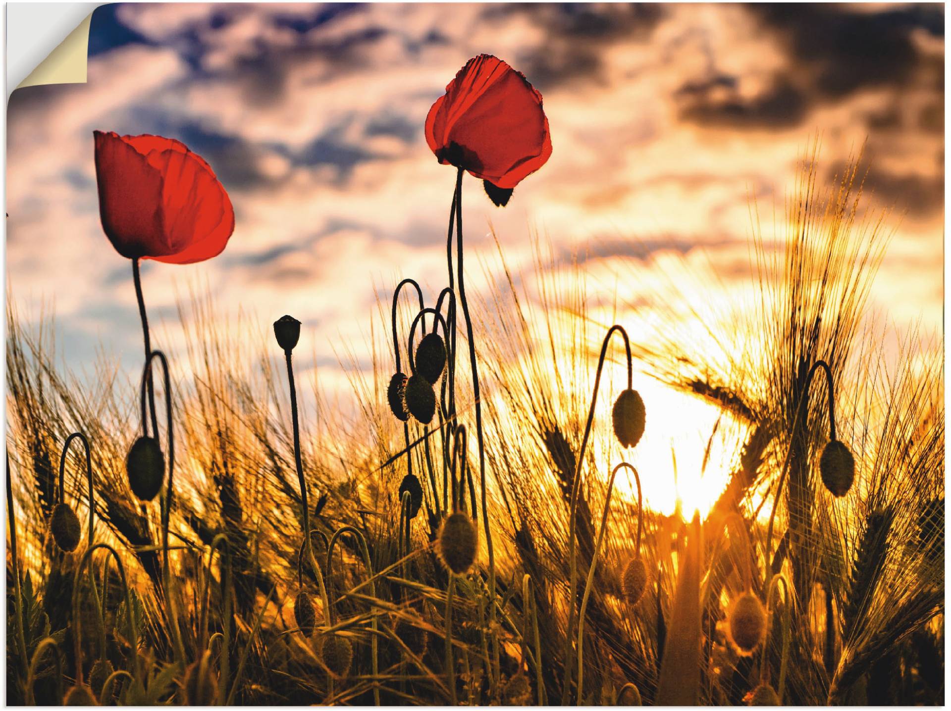 Artland Wandbild »Mohnblumen im Sonnenuntergang«, Blumen, (1 St.) von Artland