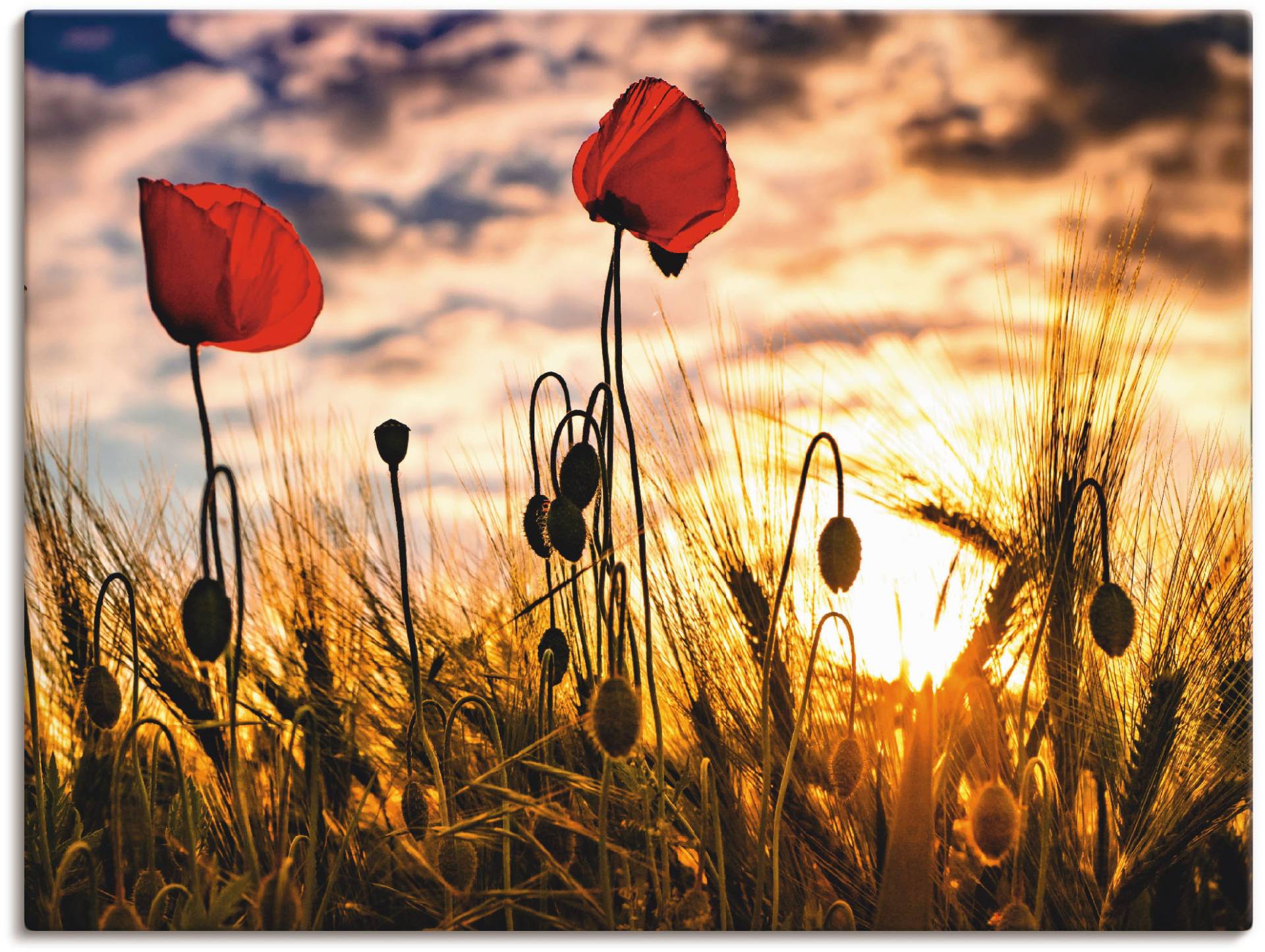 Artland Wandbild »Mohnblumen im Sonnenuntergang«, Blumen, (1 St.) von Artland