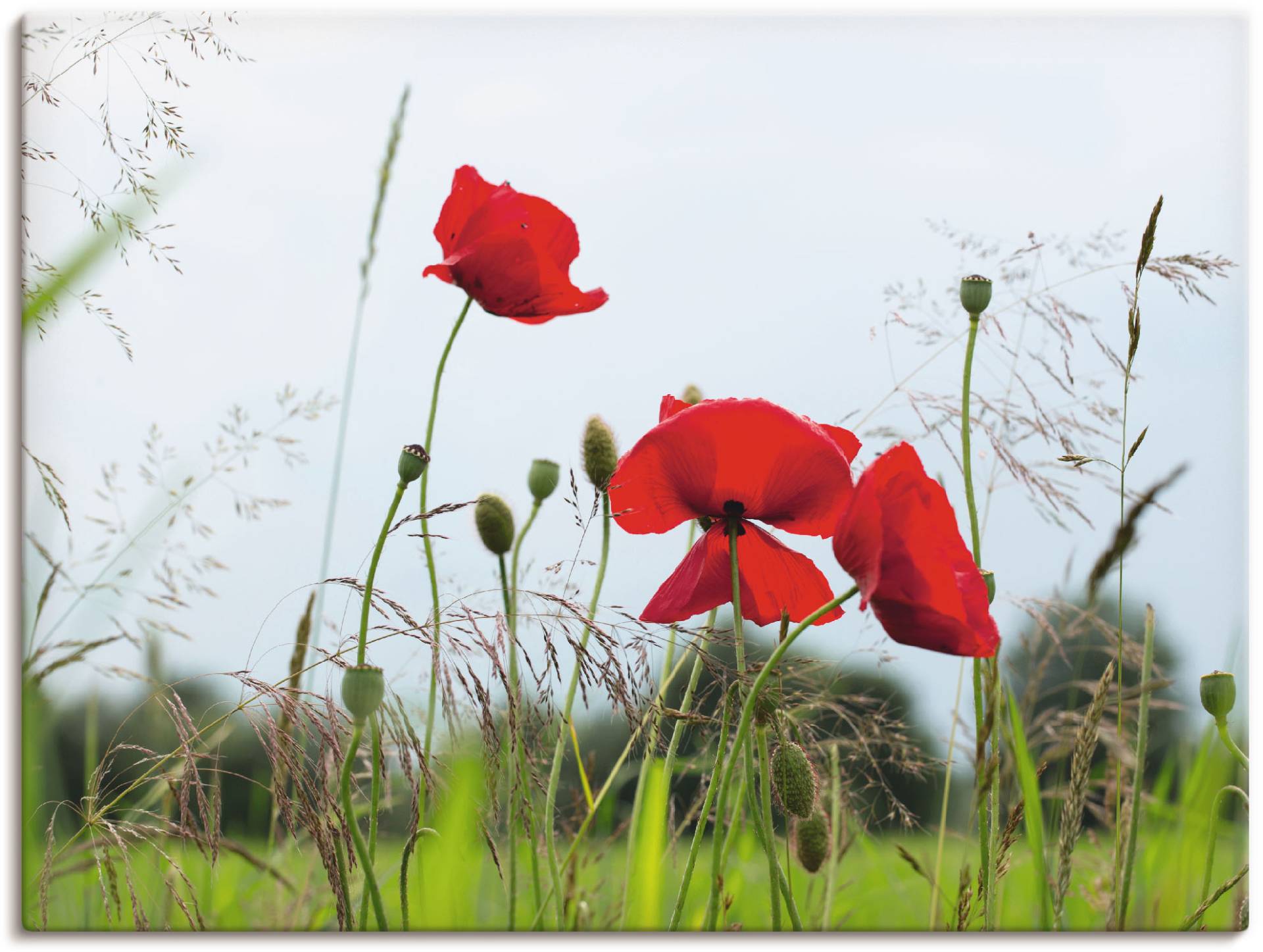 Artland Leinwandbild »Mohnblumen I«, Blumen, (1 St.) von Artland