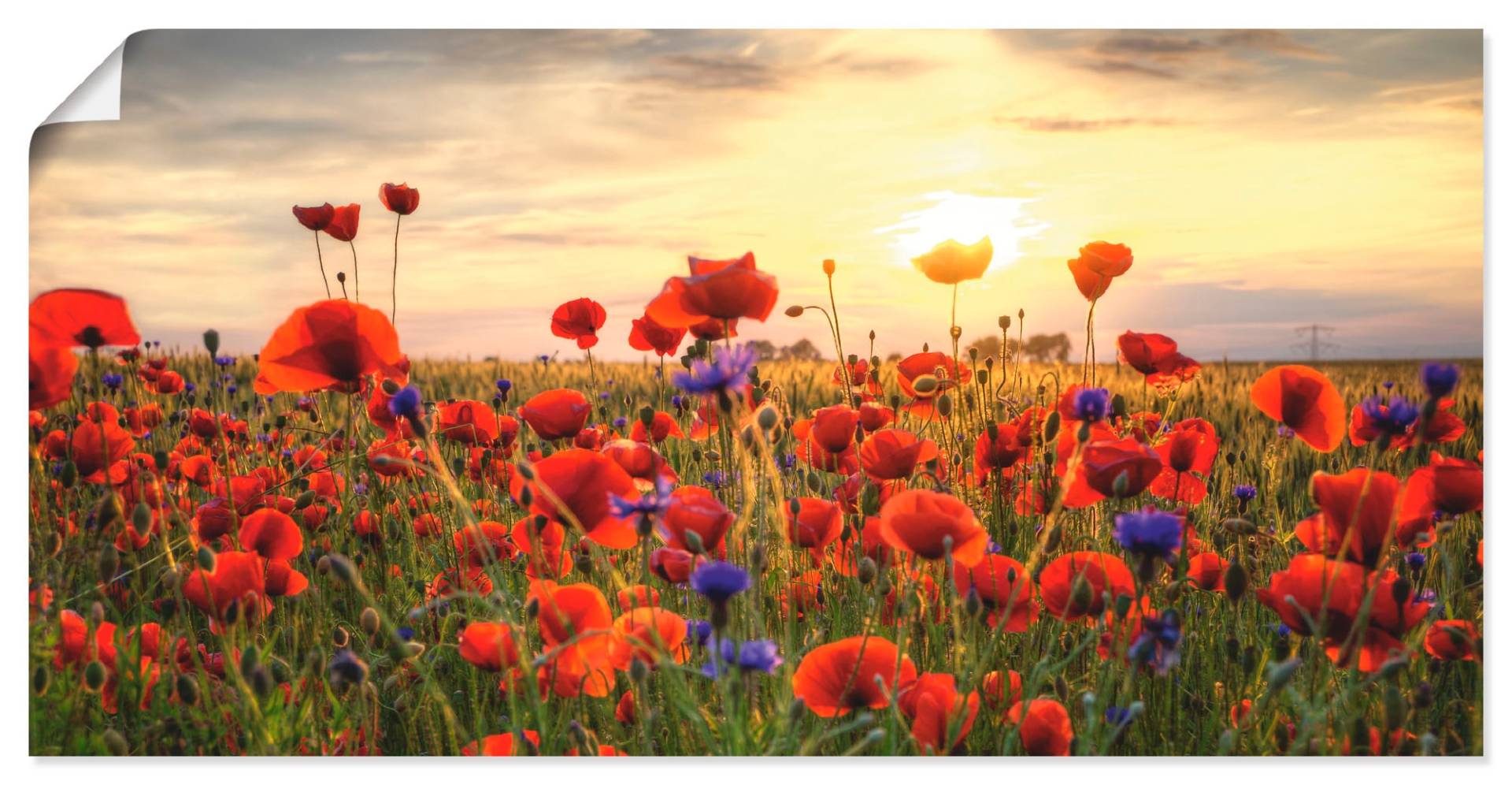 Artland Wandbild »Mohnblumen«, Blumen, (1 St.), als Alubild, Outdoorbild, Leinwandbild, Poster, Wandaufkleber Artland Wandbild »Mohnblumen«, Blumen, (1 St.), als Alubild, Outdoorbild, Leinwandbild, Poster, Wandaufkleber von Artland