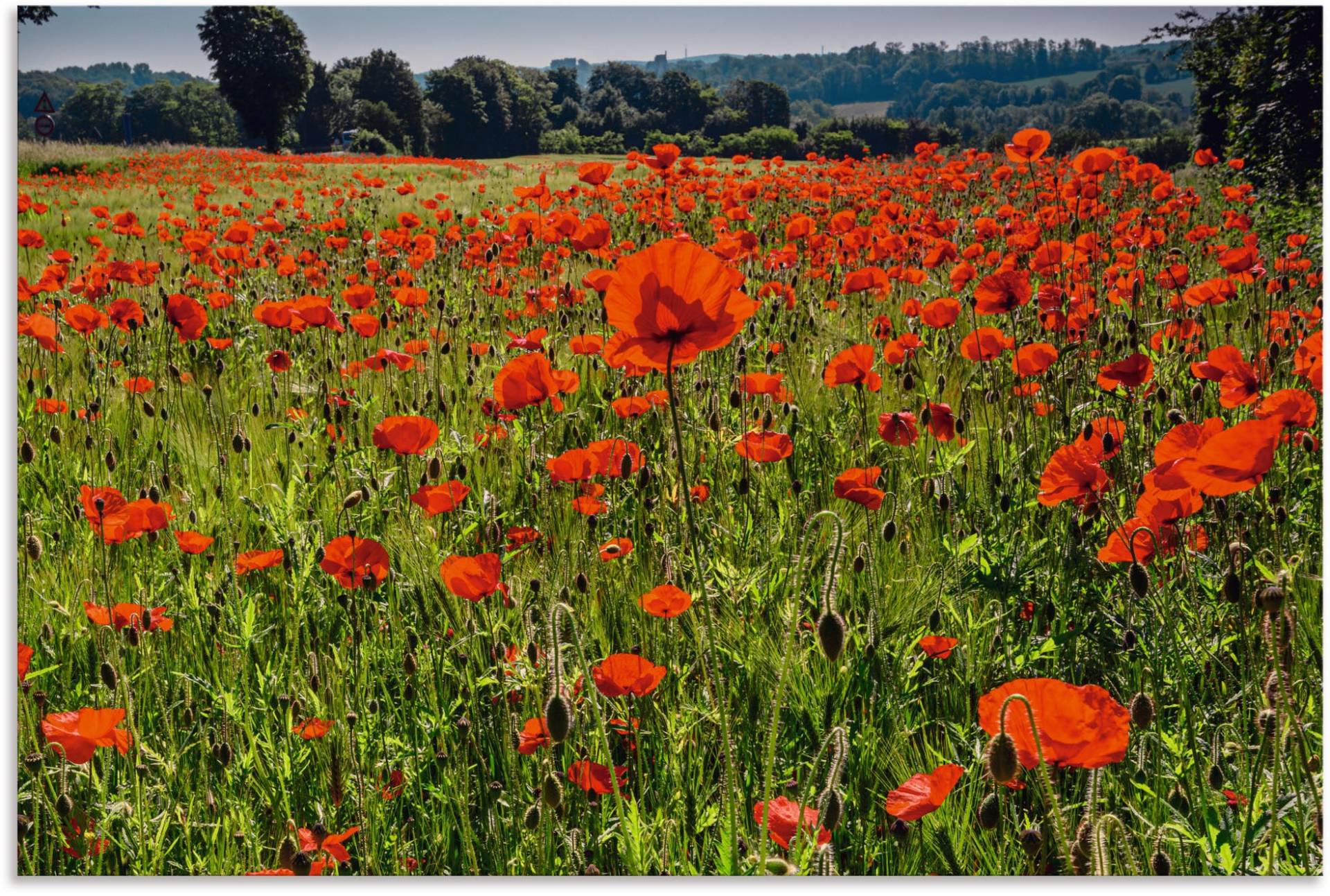 Artland Alu-Dibond-Druck »Mohnblumenwiese II«, Blumenwiese, (1 St.), für Innen- und Aussenbereich geeignet, Outdoorbild von Artland