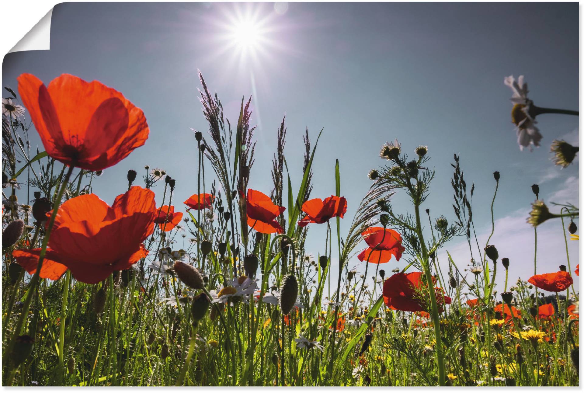 Artland Wandbild »Mohnblumenwiese«, Blumenwiese, (1 St.) von Artland