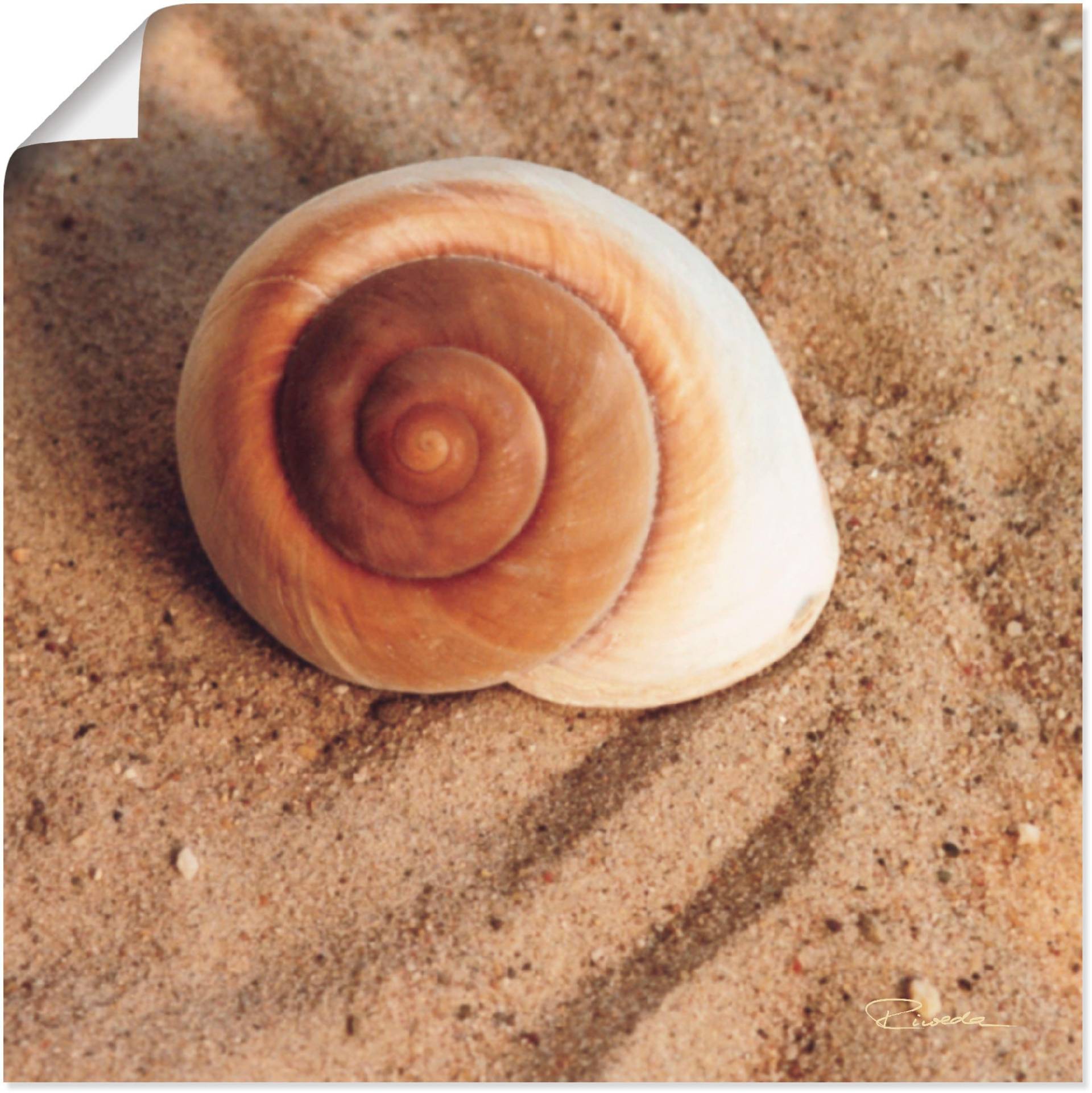 Artland Wandbild »Muschel«, Wassertiere, (1 St.), als Alubild, Outdoorbild, Leinwandbild, Poster, Wandaufkleber Artland Wandbild »Muschel«, Wassertiere, (1 St.), als Alubild, Outdoorbild, Leinwandbild, Poster, Wandaufkleber von Artland