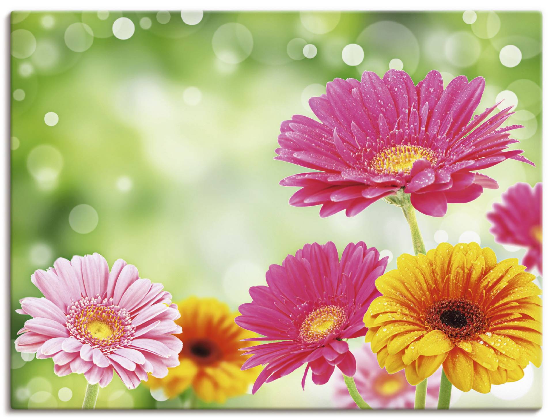 Artland Wandbild »Natürliche Romantik - Gerberas«, Blumen, (1 St.) von Artland