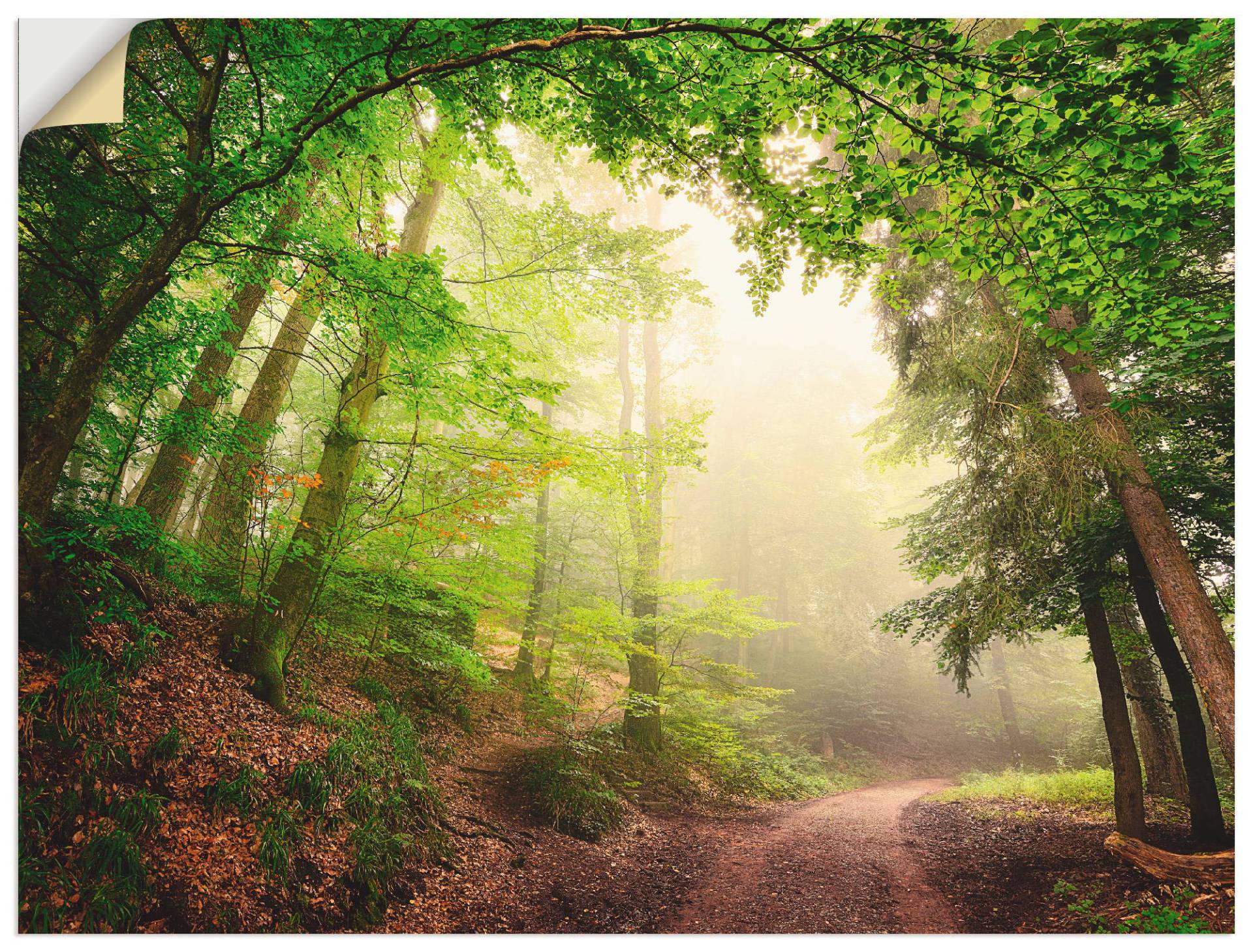 Artland Wandbild »Natürliche Torbögen durch Bäume«, Wald, (1 St.) von Artland