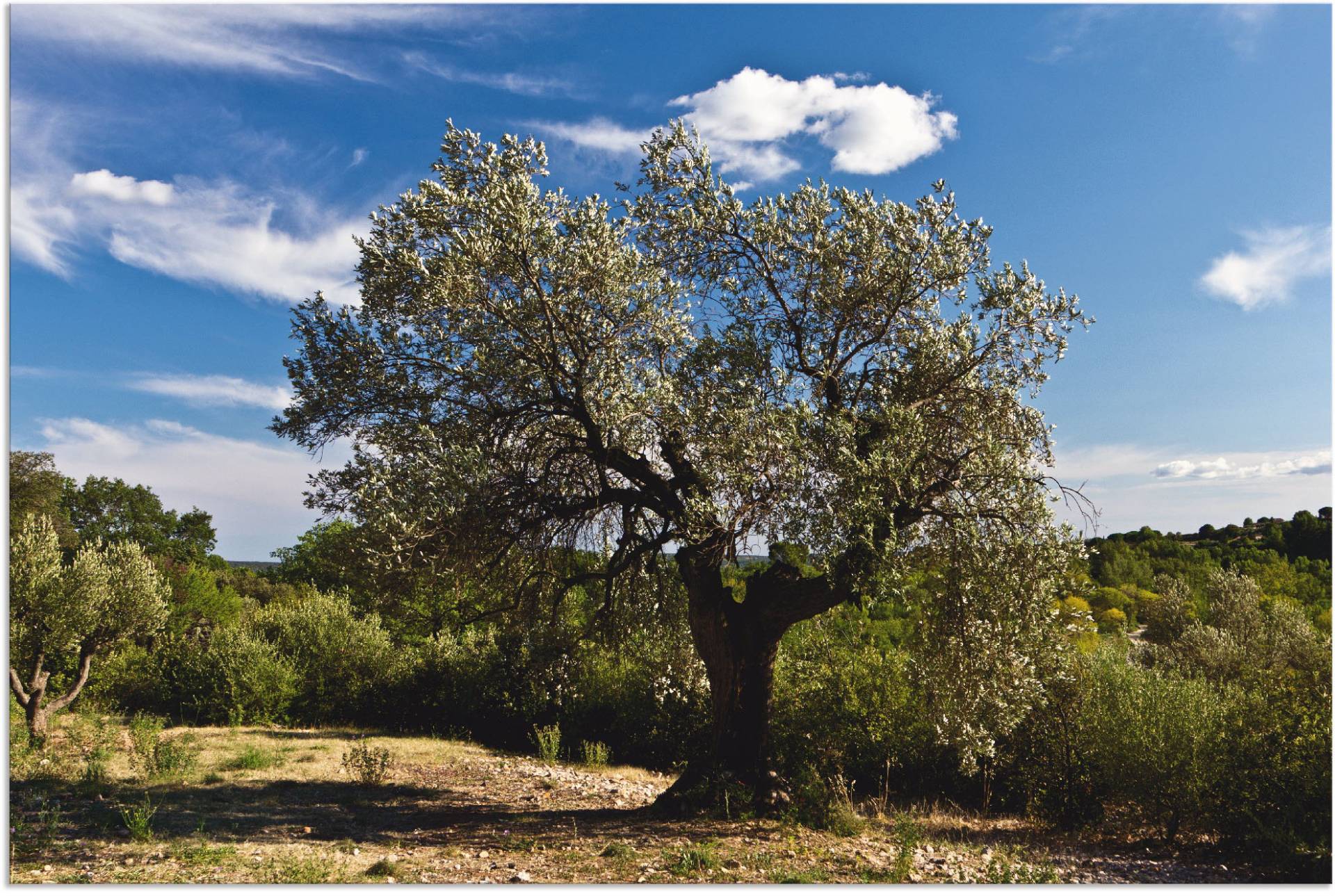 Artland Wandbild »Olivenbaum in Südfrankreich«, Bäume, (1 St.) von Artland
