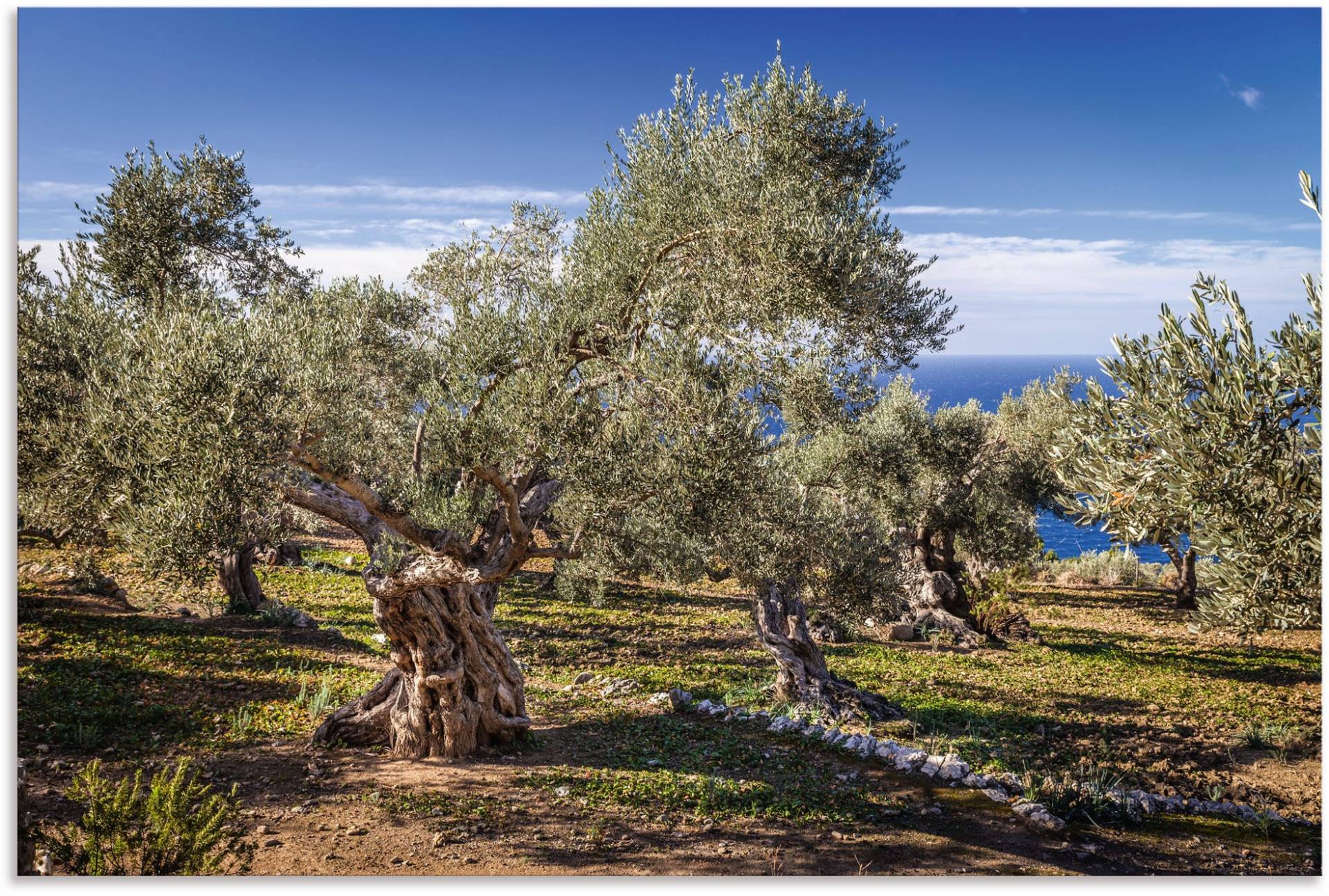 Artland Wandbild »Olivenhain in der Serra de Tramuntana«, Küstenbilder, (1 St.), als Alubild, Outdoorbild, Leinwandbild, Poster in verschied. Grössen von Artland