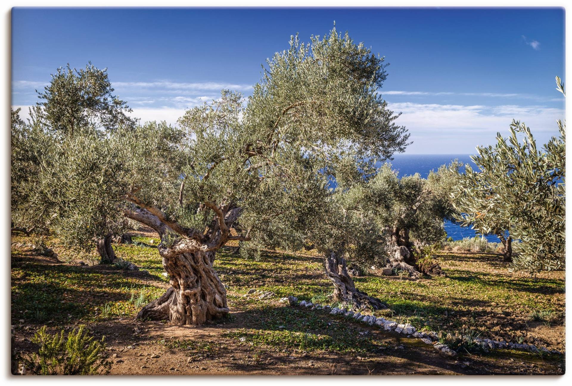 Artland Wandbild »Olivenhain in der Serra de Tramuntana«, Küstenbilder, (1 St.) von Artland