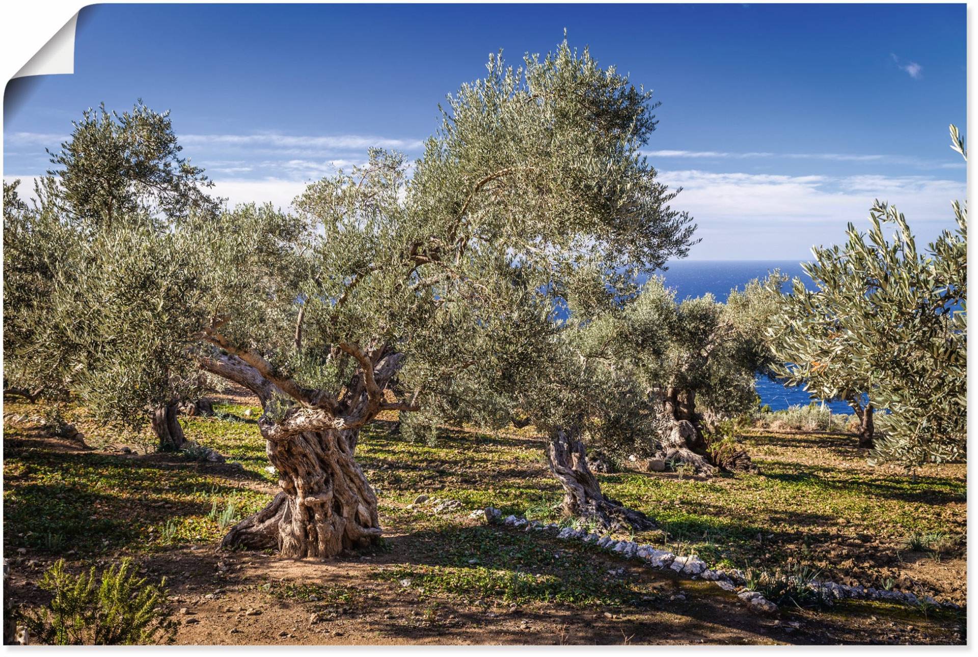 Artland Wandbild »Olivenhain in der Serra de Tramuntana«, Küstenbilder, (1 St.), als Alubild, Outdoorbild, Leinwandbild, Poster in verschied. Grössen von Artland