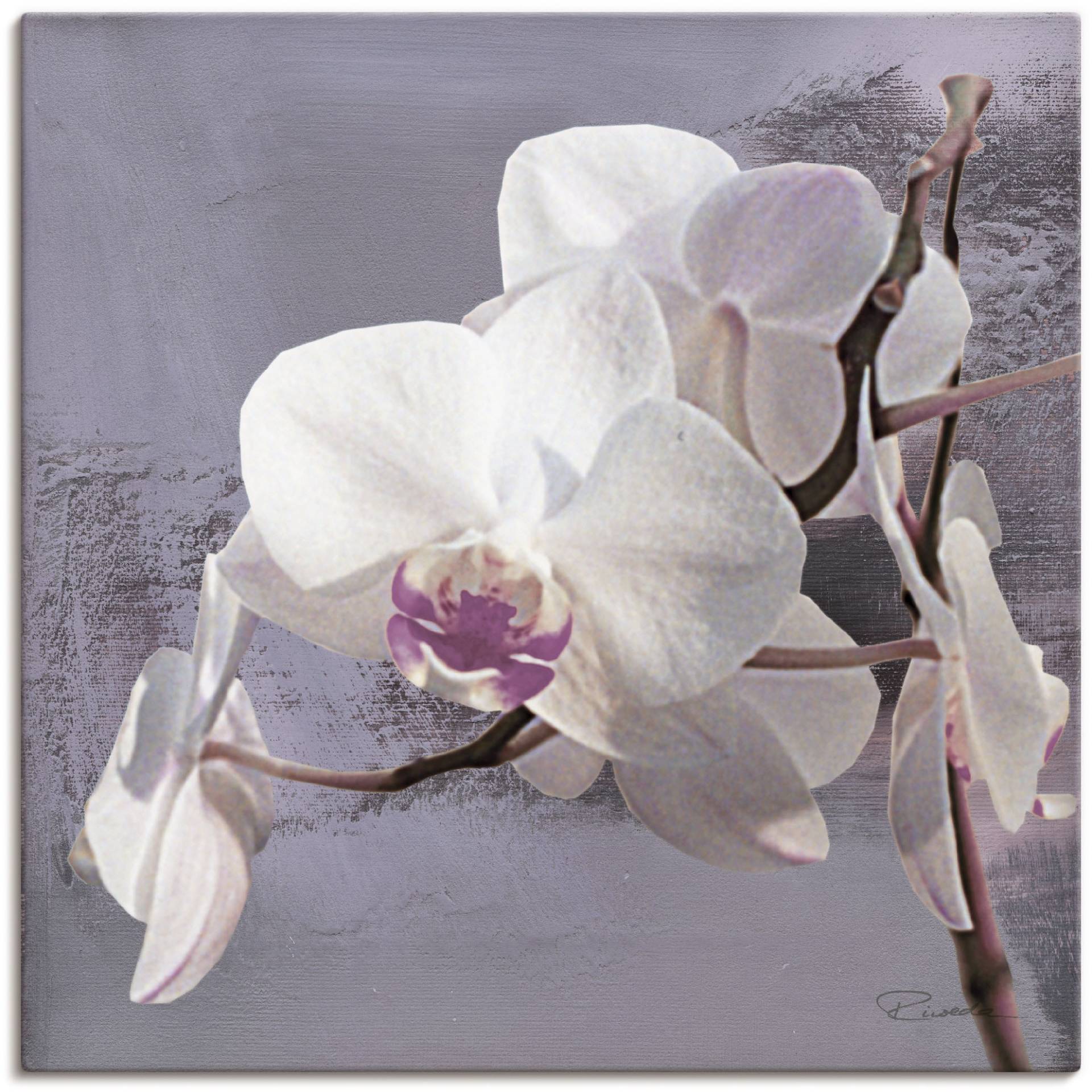 Artland Wandbild »Orchideen vor Violett I«, Blumen, (1 St.), als Alubild, Outdoorbild, Leinwandbild, Poster, Wandaufkleber von Artland