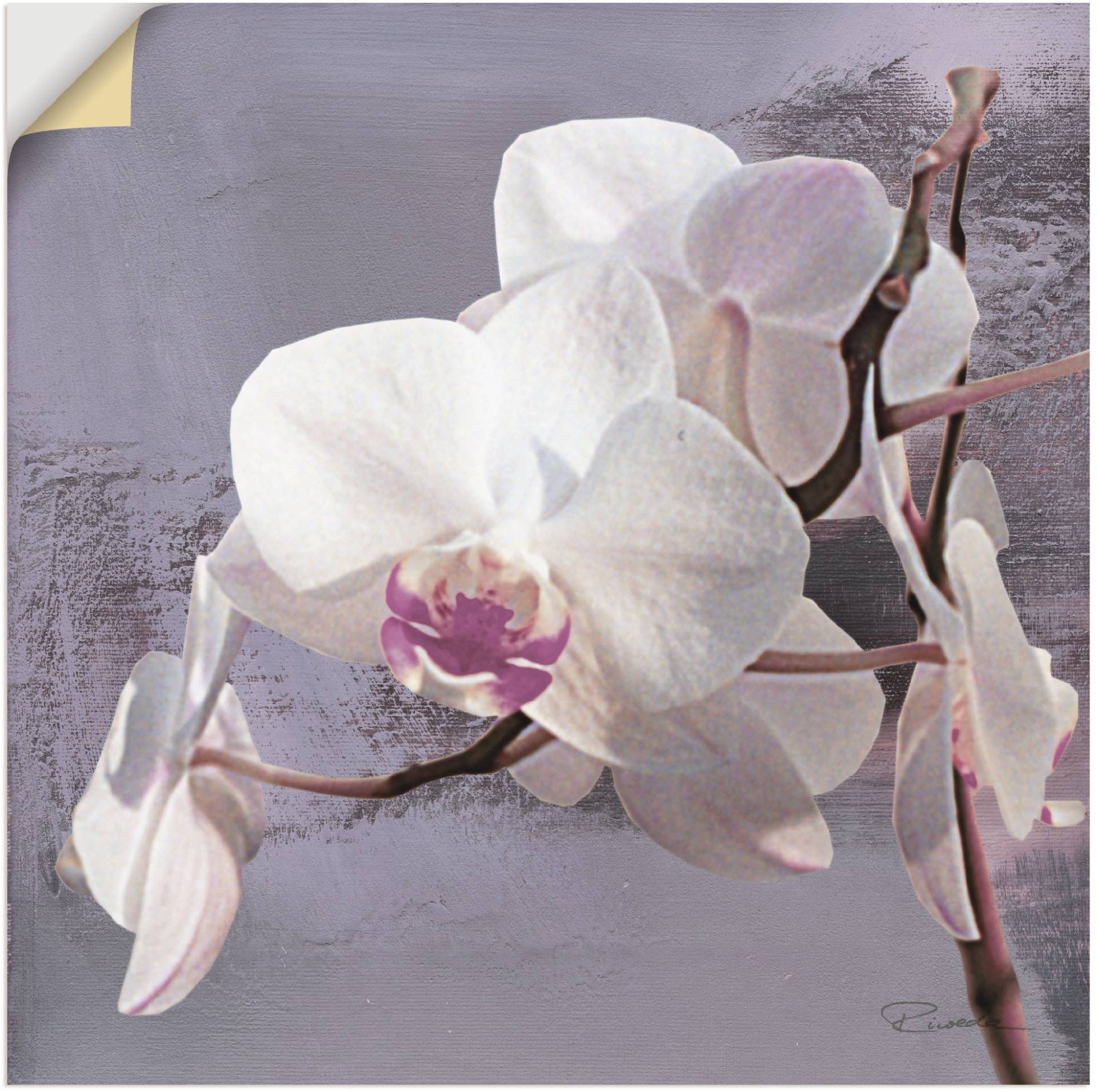 Artland Wandbild »Orchideen vor Violett I«, Blumen, (1 St.) von Artland