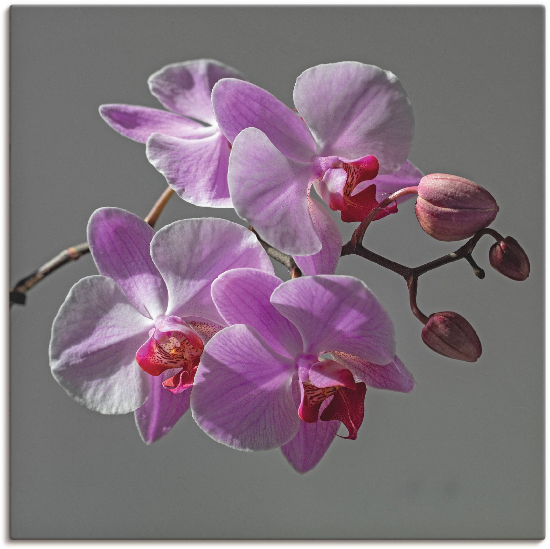 Artland Wandbild »Orchideentraum«, Blumen, (1 St.), als Leinwandbild, Wandaufkleber in verschied. Grössen Artland Wandbild »Orchideentraum«, Blumen, (1 St.), als Leinwandbild, Wandaufkleber in verschied. Grössen von Artland