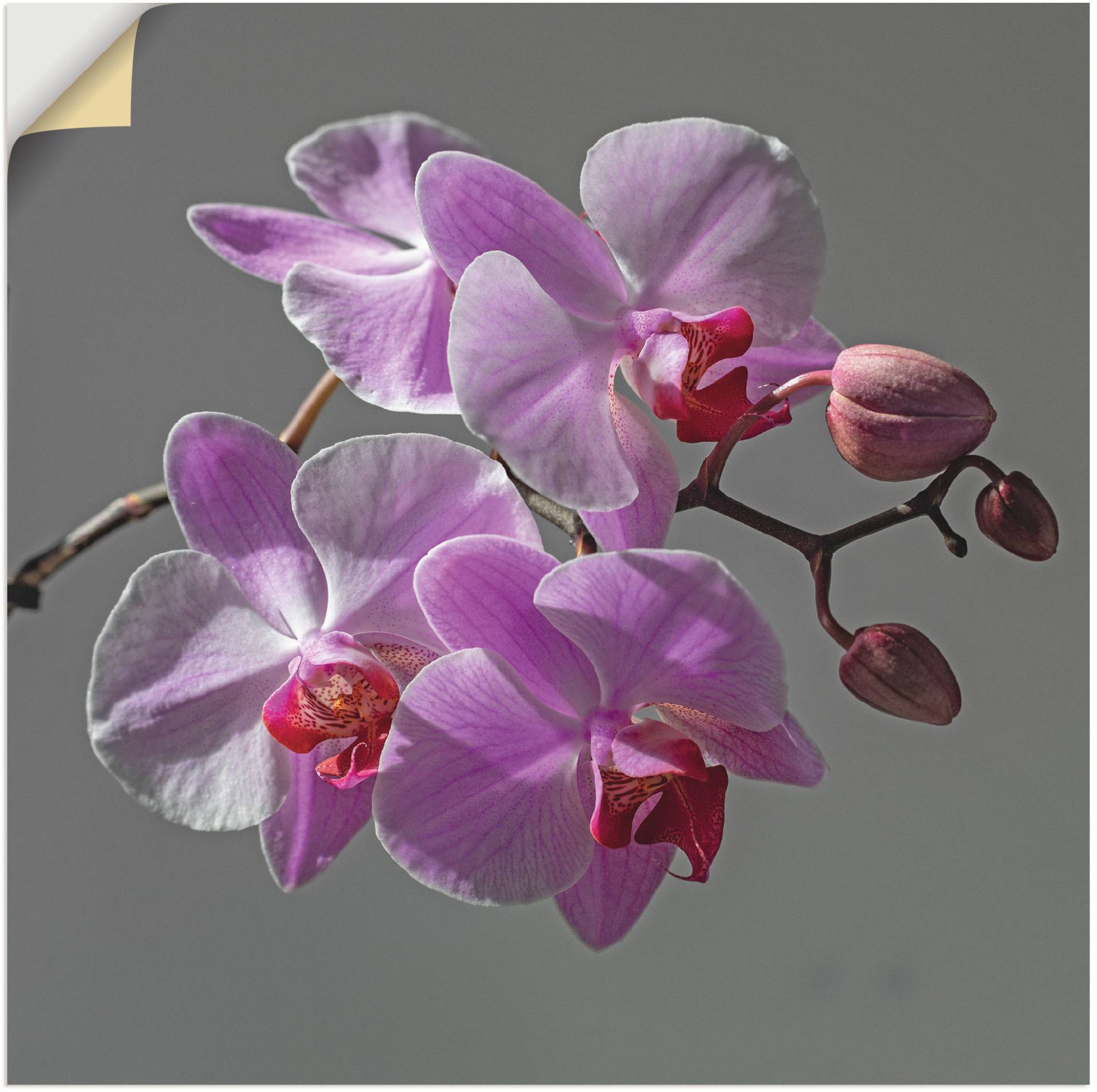 Artland Wandbild »Orchideentraum«, Blumen, (1 St.) von Artland