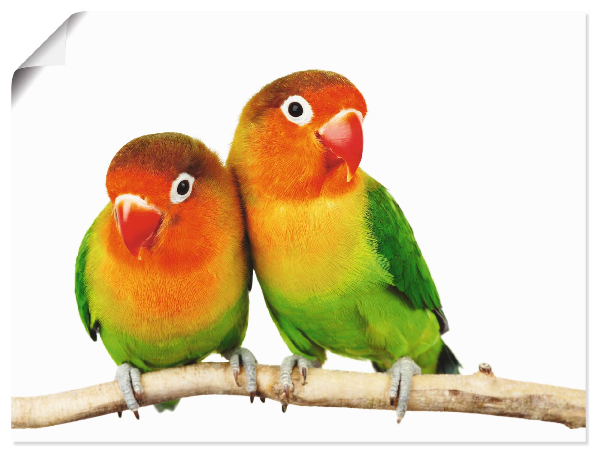 Artland Wandbild »Paar von Grauköpfchen - Papageien«, Vögel, (1 St.), als Leinwandbild, Poster, Wandaufkleber in verschied. Grössen Artland Wandbild »Paar von Grauköpfchen - Papageien«, Vögel, (1 St.), als Leinwandbild, Poster, Wandaufkleber in verschied. Grössen von Artland