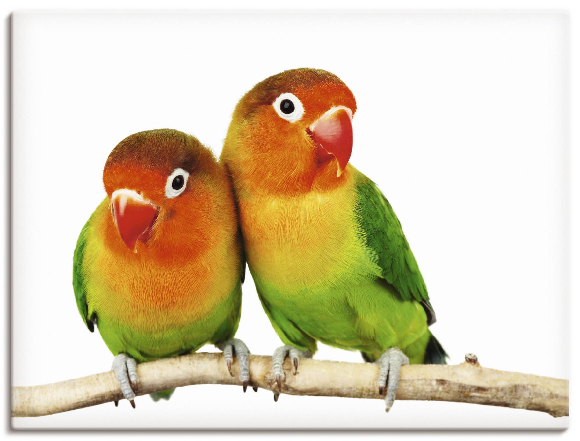 Artland Wandbild »Paar von Grauköpfchen - Papageien«, Vögel, (1 St.) von Artland