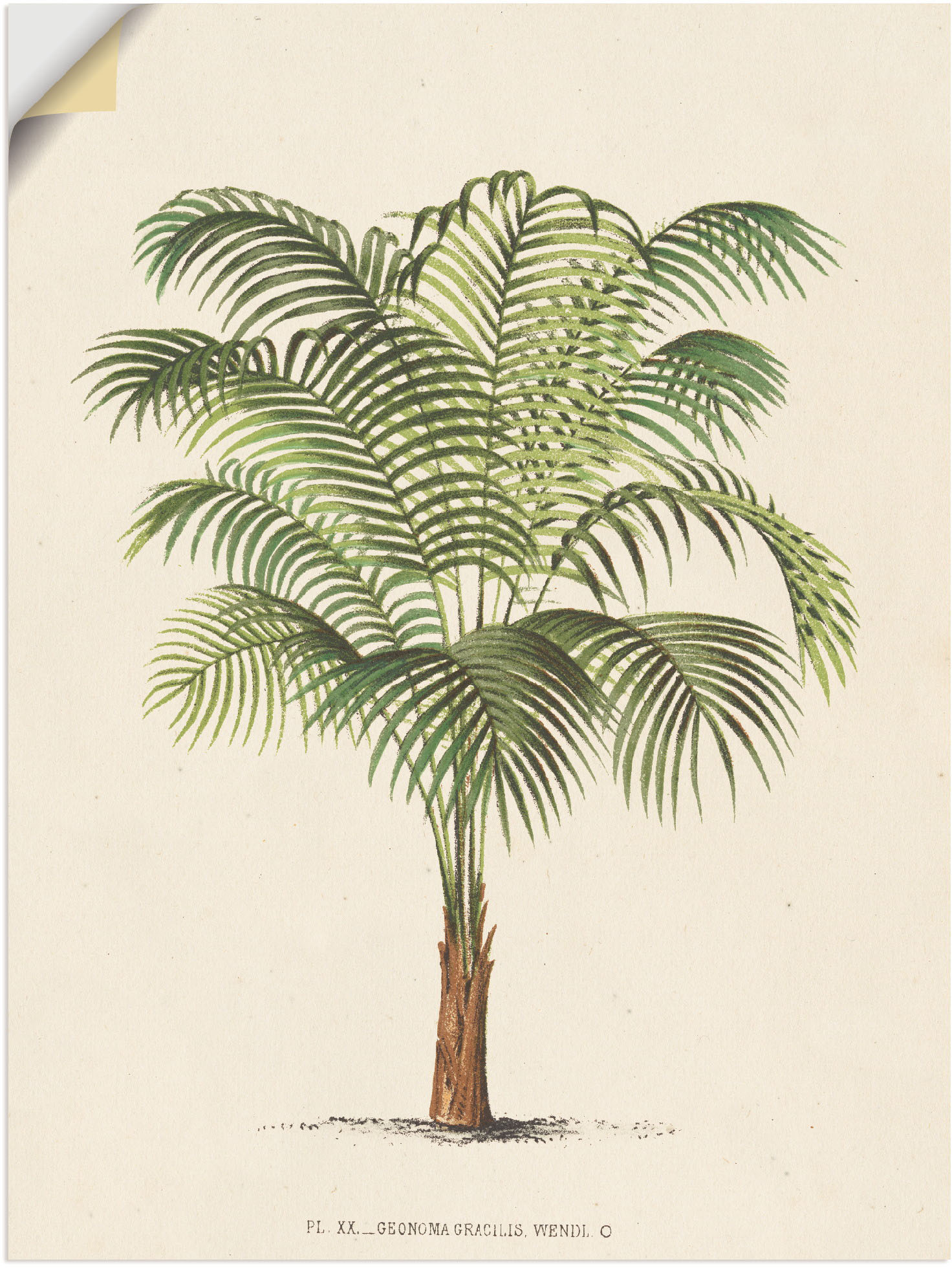 Artland Wandbild »Palme II«, Pflanzen, (1 St.), als Leinwandbild, Poster, Wandaufkleber in verschied. Grössen Artland Wandbild »Palme II«, Pflanzen, (1 St.), als Leinwandbild, Poster, Wandaufkleber in verschied. Grössen von Artland