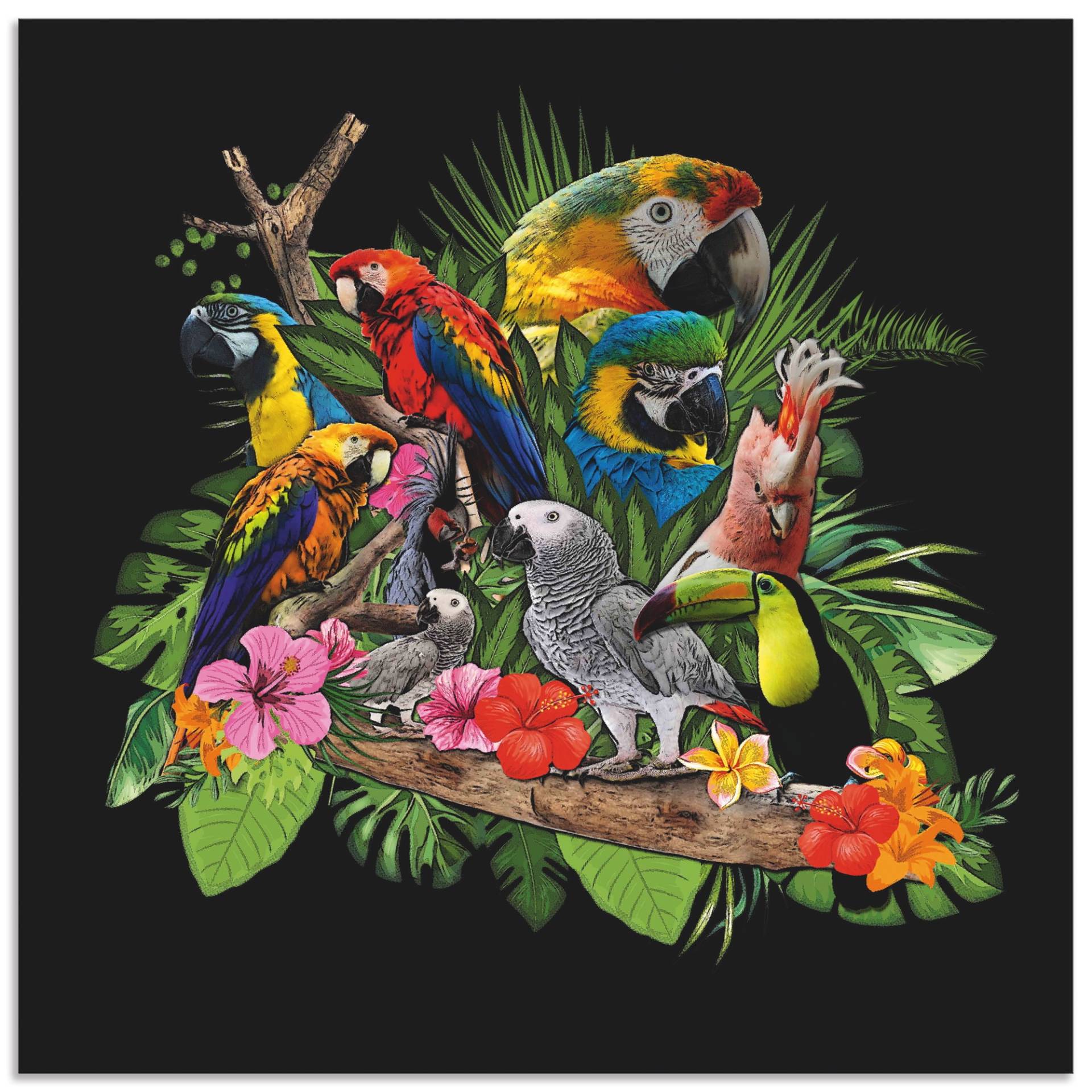Artland Wandbild »Papageien Graupapagei Kakadu Dschungel«, Vögel, (1 St.) von Artland