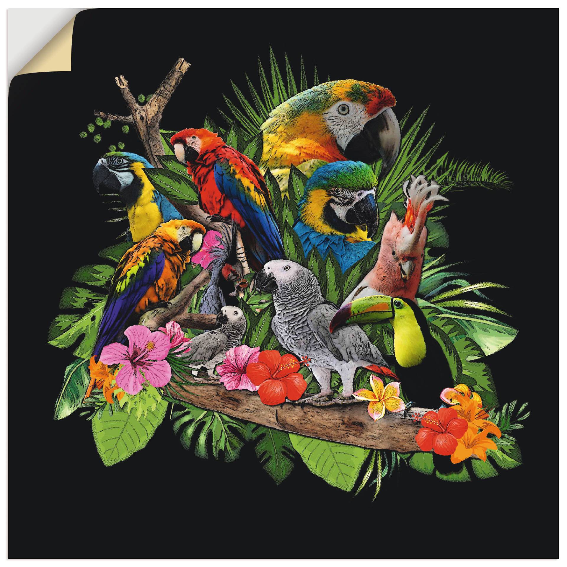 Artland Wandbild »Papageien Graupapagei Kakadu Dschungel«, Vögel, (1 St.), als Alubild, Outdoorbild, Leinwandbild, Poster, Wandaufkleber Artland Wandbild »Papageien Graupapagei Kakadu Dschungel«, Vögel, (1 St.), als Alubild, Outdoorbild, Leinwandbild, Poster, Wandaufkleber von Artland