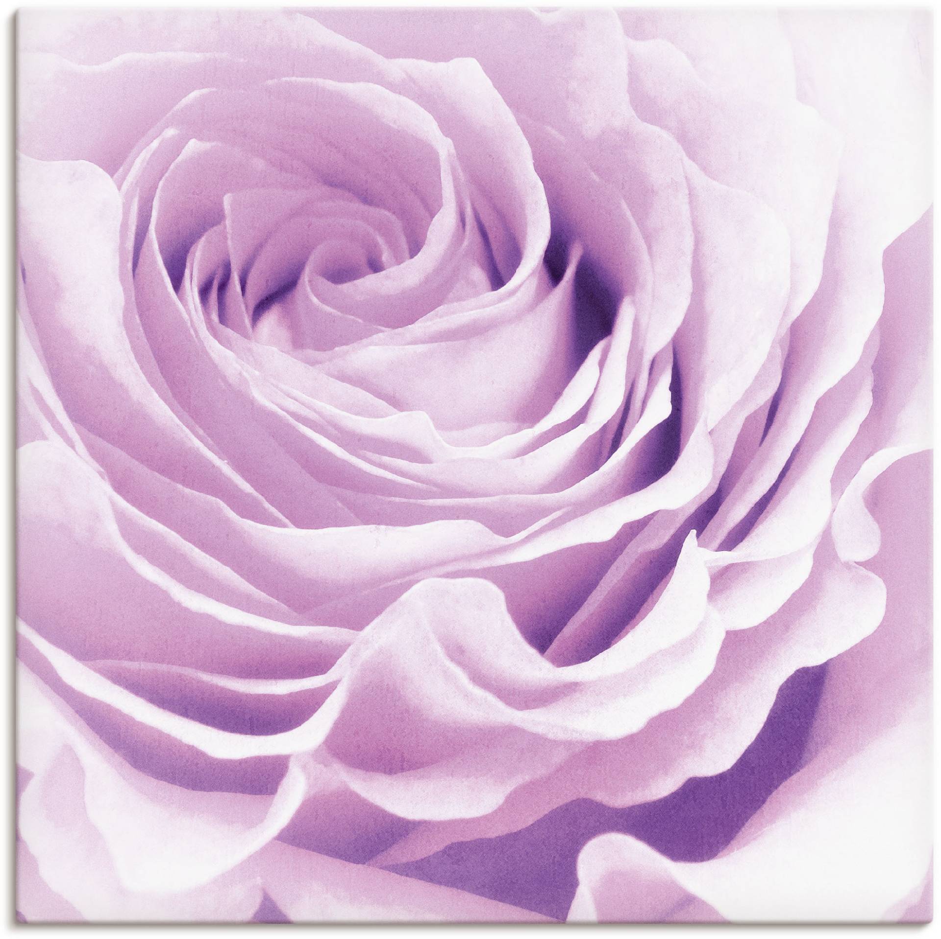 Artland Wandbild »Pastell Rose«, Blumen, (1 St.) von Artland