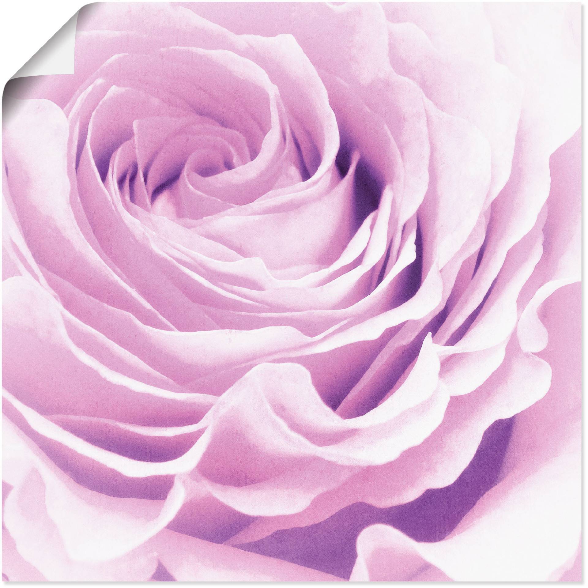 Artland Wandbild »Pastell Rose«, Blumen, (1 St.) von Artland