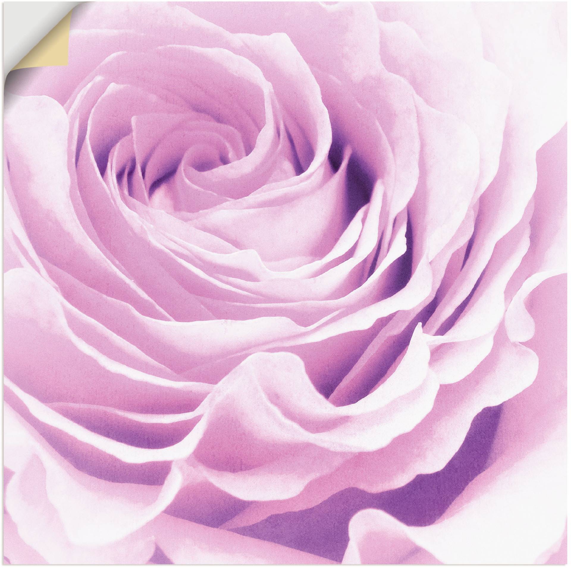 Artland Wandbild »Pastell Rose«, Blumen, (1 St.) von Artland