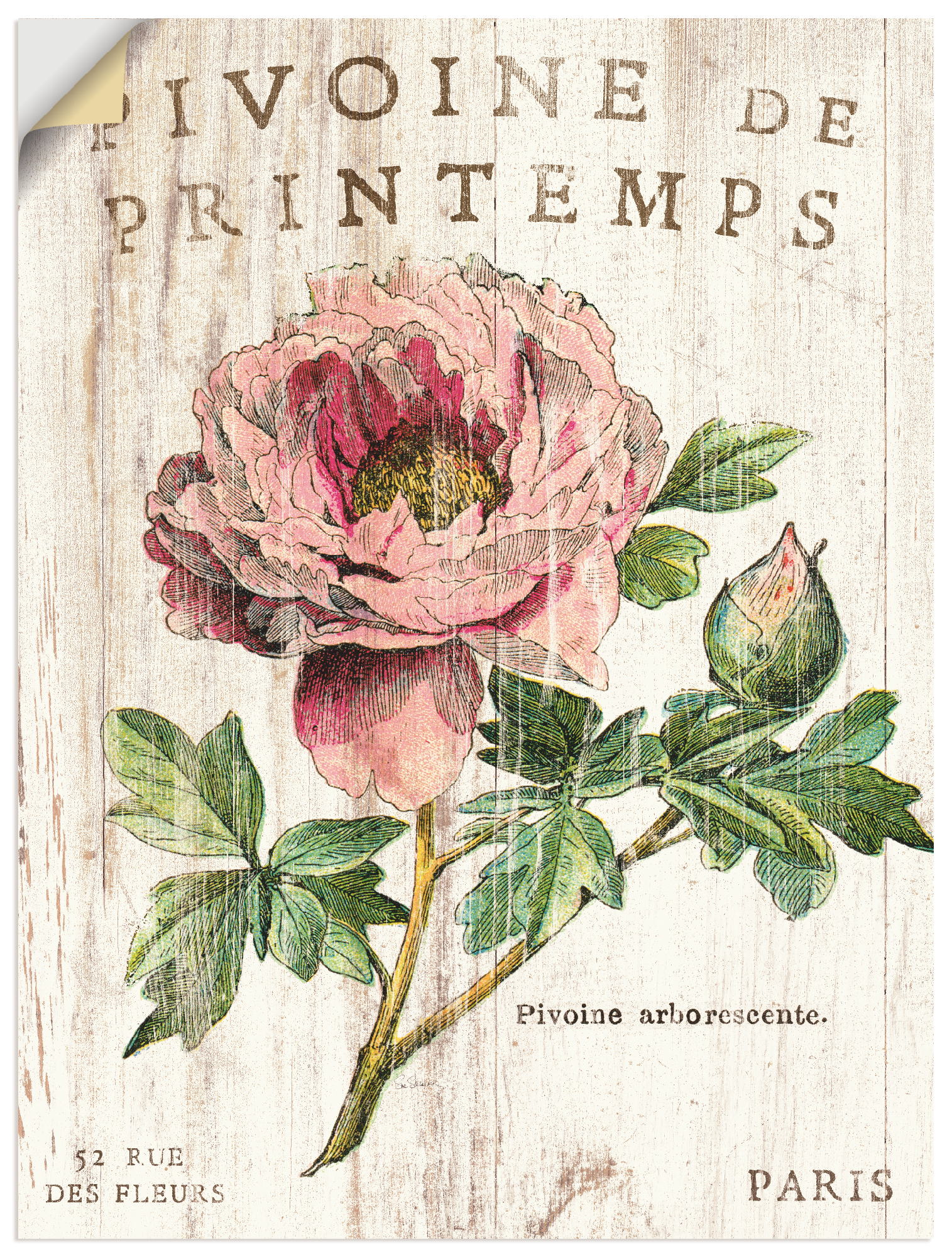 Artland Wandbild »Pfingstrose«, Blumen, (1 St.), als Leinwandbild, Poster, Wandaufkleber in verschied. Grössen Artland Wandbild »Pfingstrose«, Blumen, (1 St.), als Leinwandbild, Poster, Wandaufkleber in verschied. Grössen von Artland