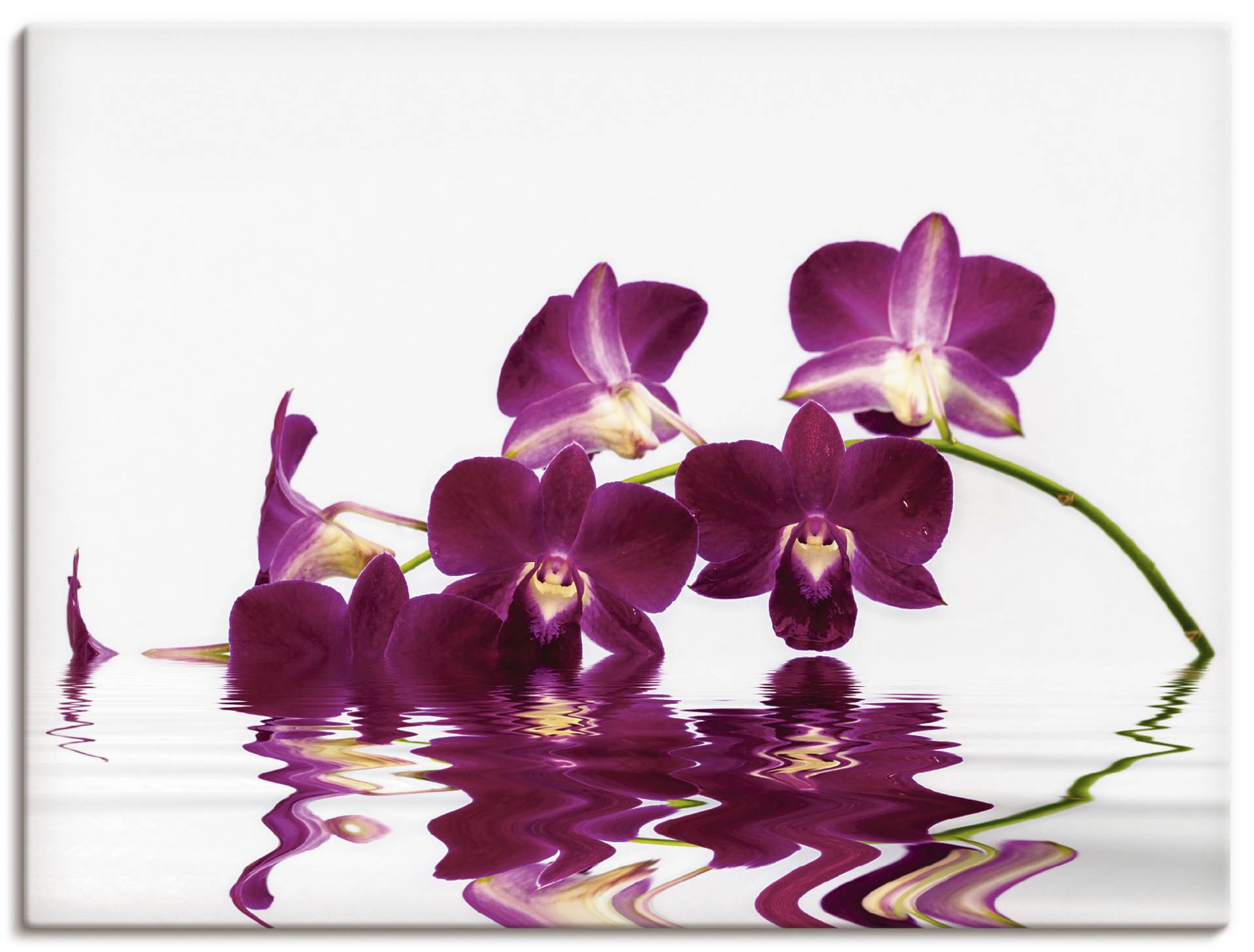 Artland Leinwandbild »Phalaenopsis Orchidee«, Blumen, (1 St.) von Artland