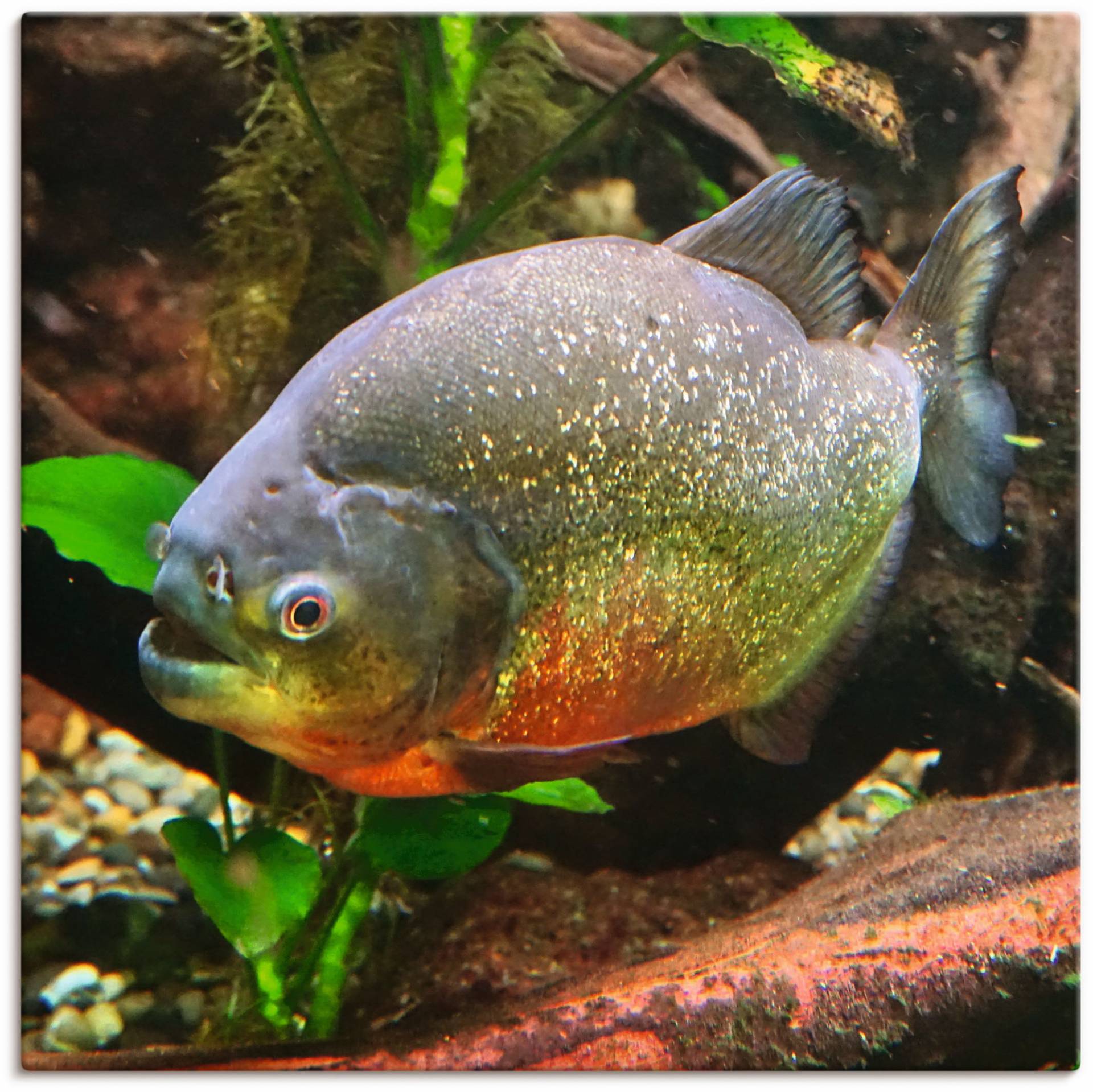 Artland Wandbild »Piranha«, Wassertiere, (1 St.), als Alubild, Leinwandbild, Wandaufkleber oder Poster in versch. Grössen von Artland