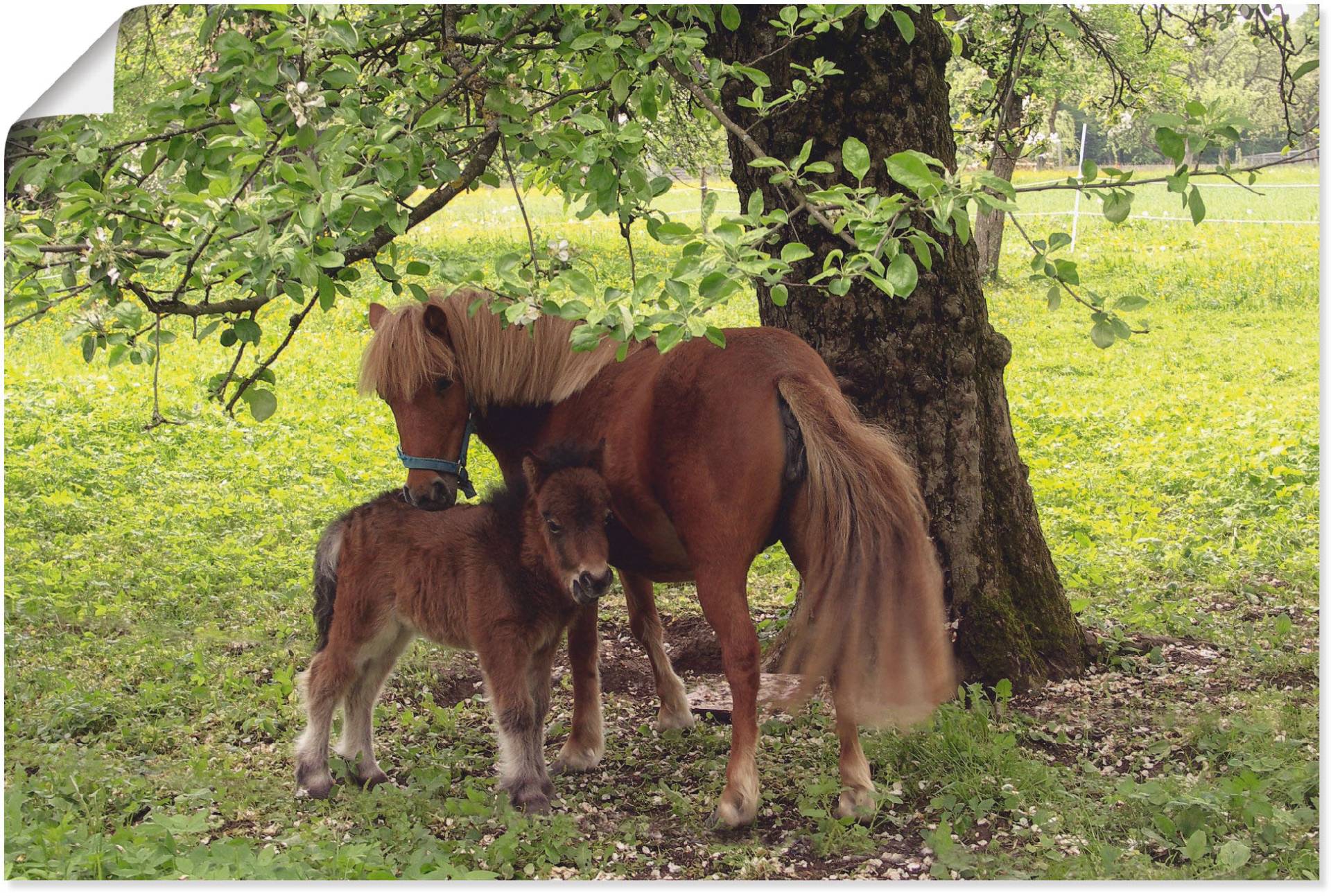 Artland Wandbild »Pony - Mutterglück«, Haustiere, (1 St.), als Alubild, Outdoorbild, Leinwandbild, Poster, Wandaufkleber Artland Wandbild »Pony - Mutterglück«, Haustiere, (1 St.), als Alubild, Outdoorbild, Leinwandbild, Poster, Wandaufkleber von Artland