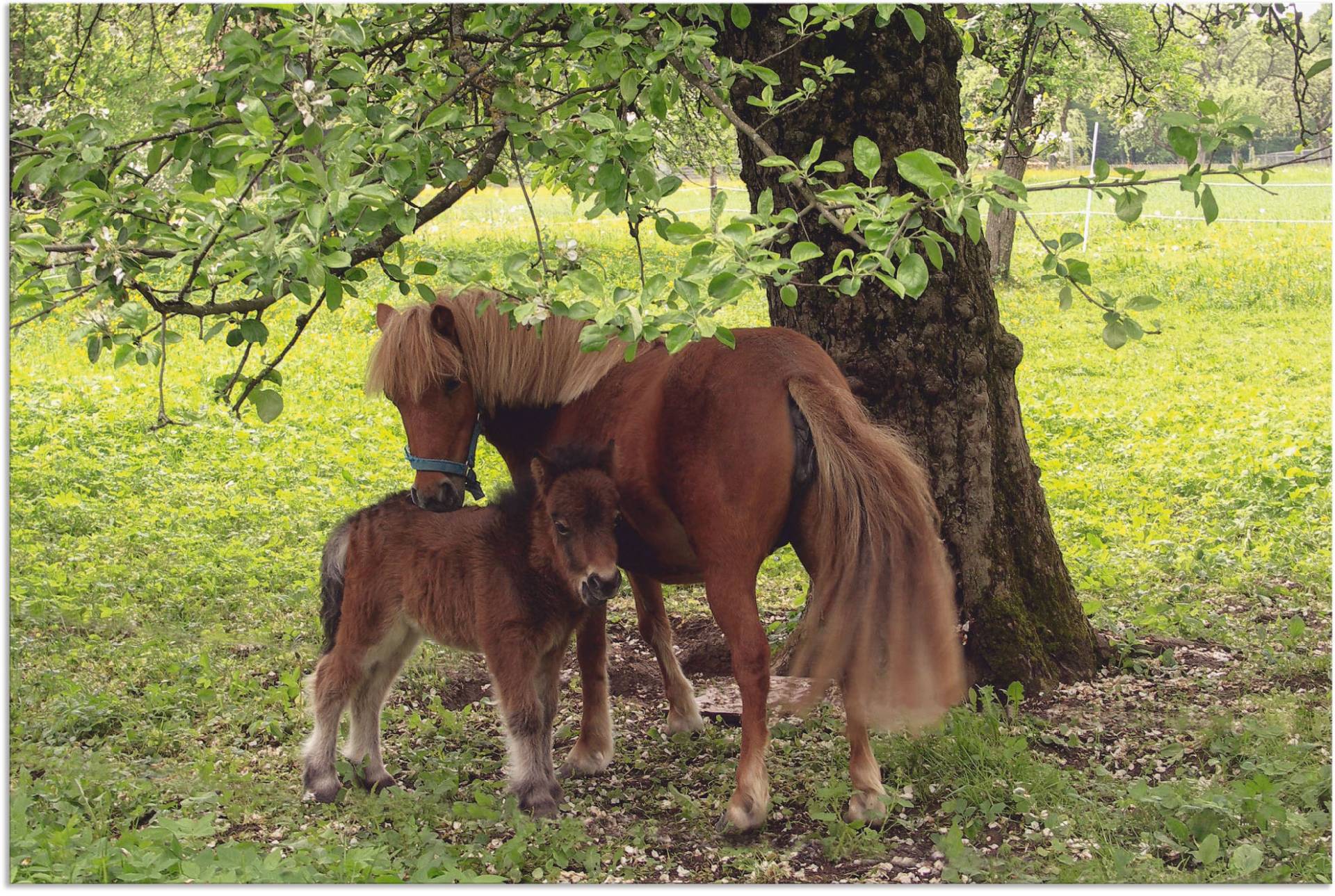 Artland Wandbild »Pony - Mutterglück«, Haustiere, (1 St.) von Artland