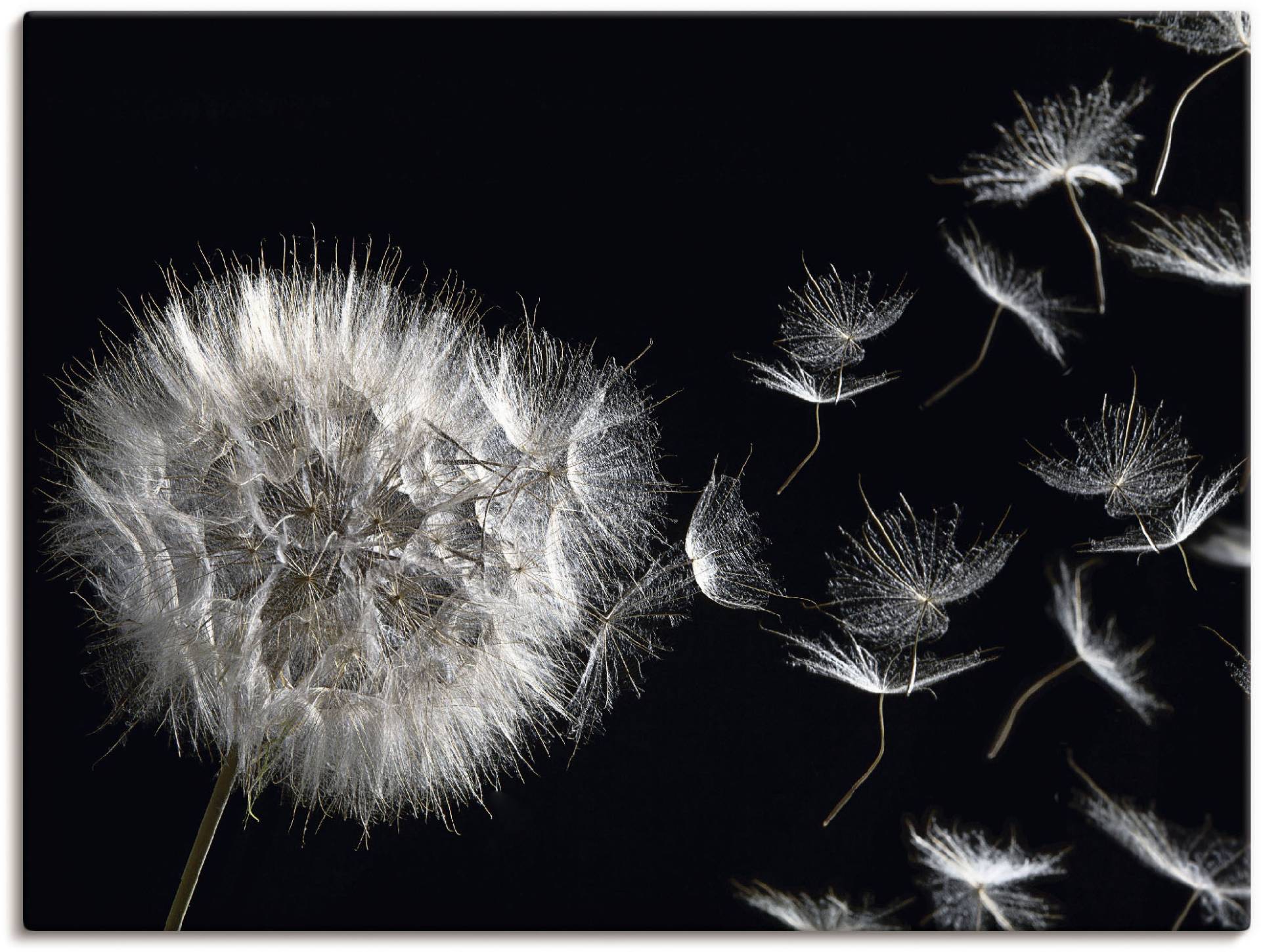 Artland Wandbild »Pusteblume«, Blumenbilder, (1 St.) von Artland